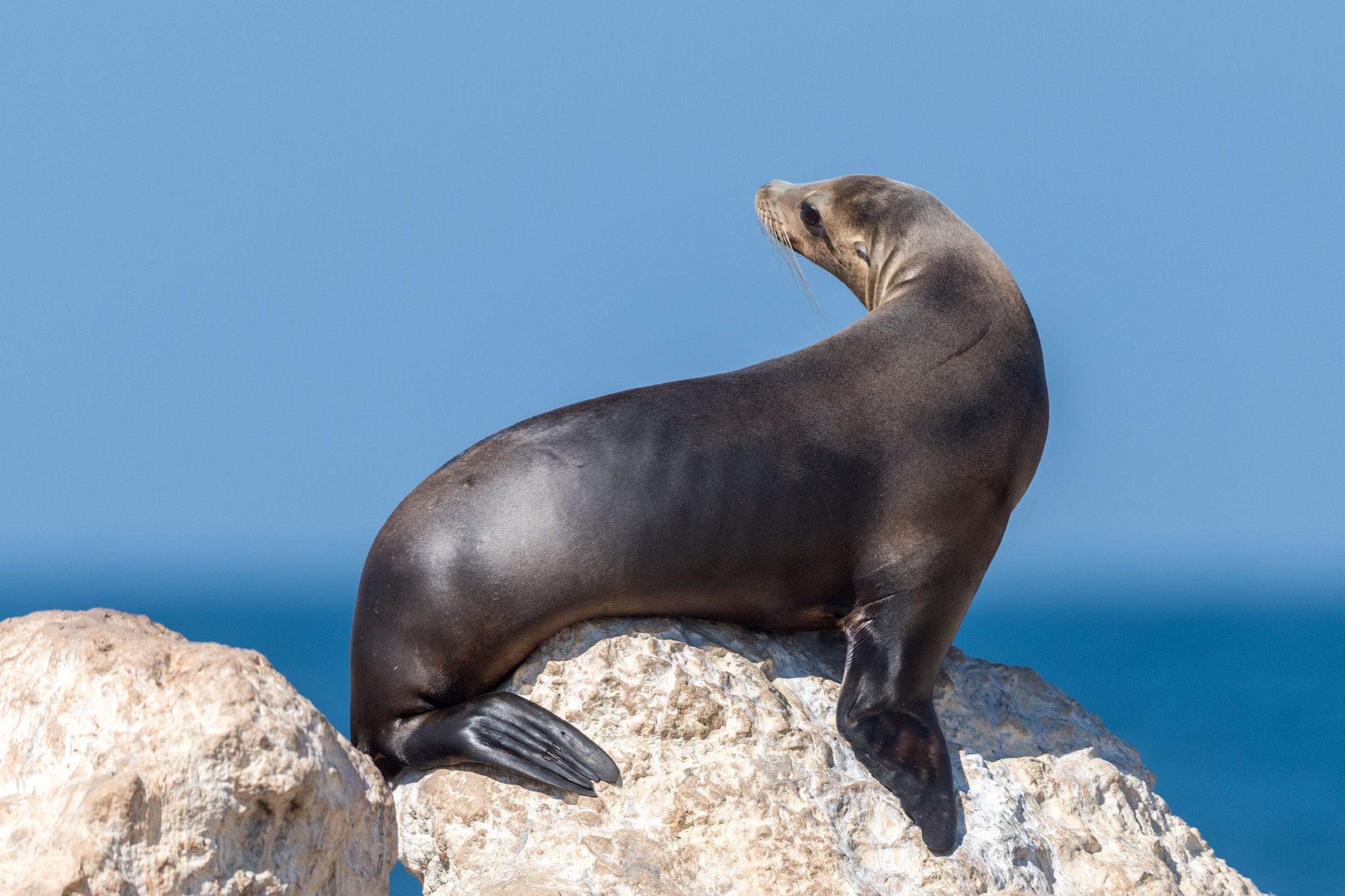 California Sea Lion