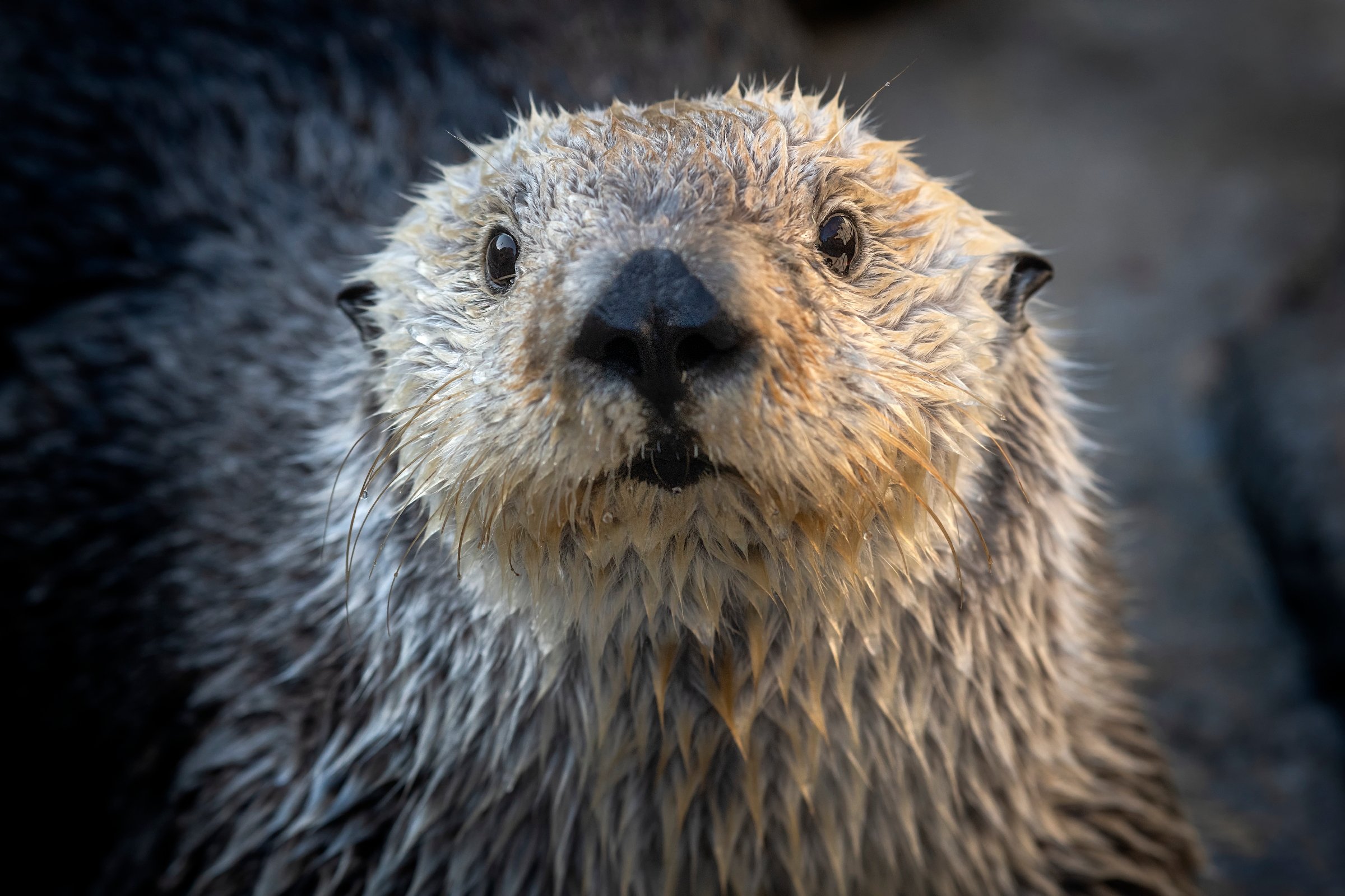 Monterey Bay Aquarium