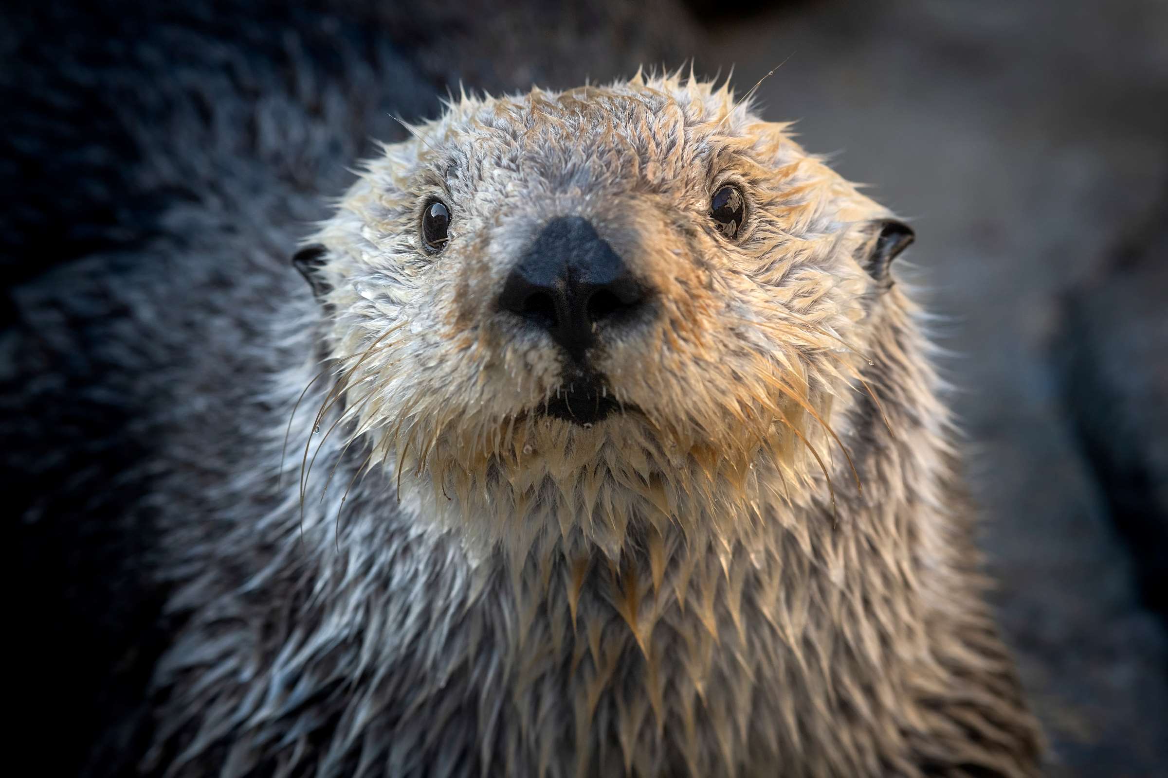 Meet our otters | Monterey Bay Aquarium