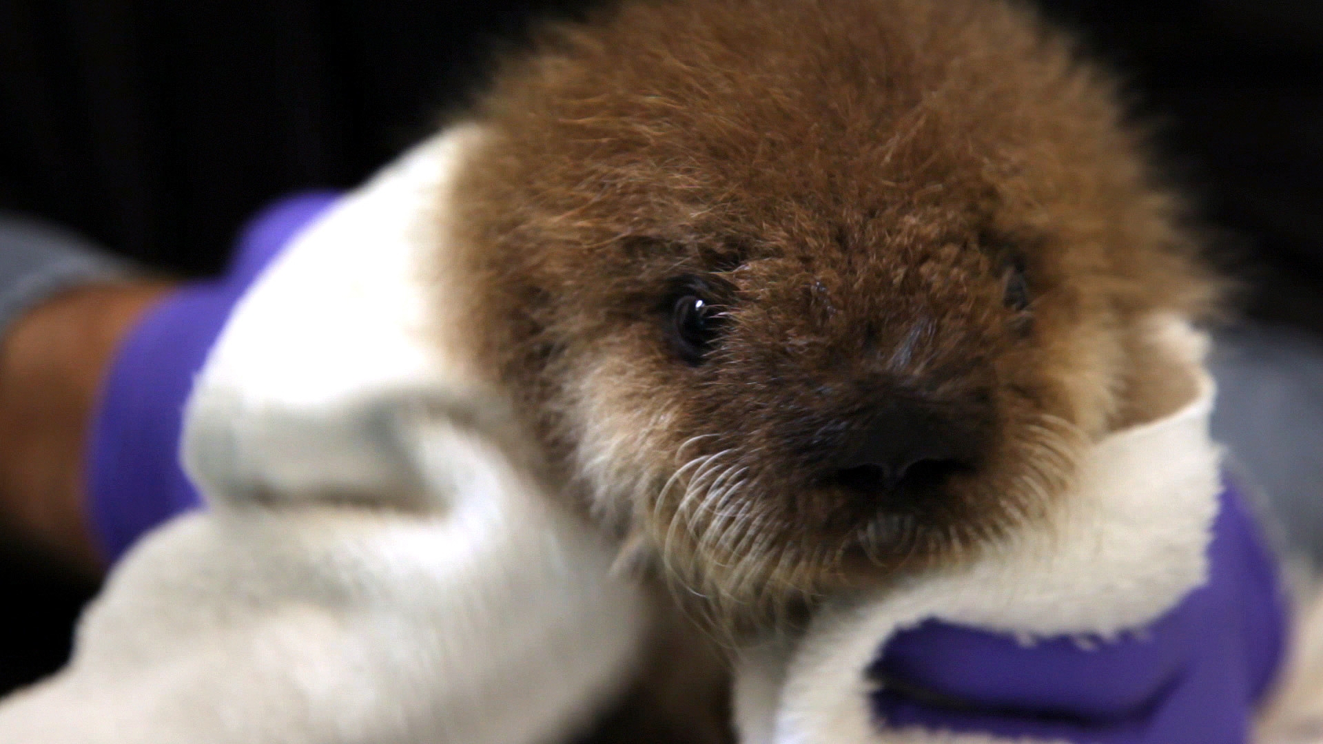 Donate now to support our Sea Otter Program | Monterey Bay Aquarium