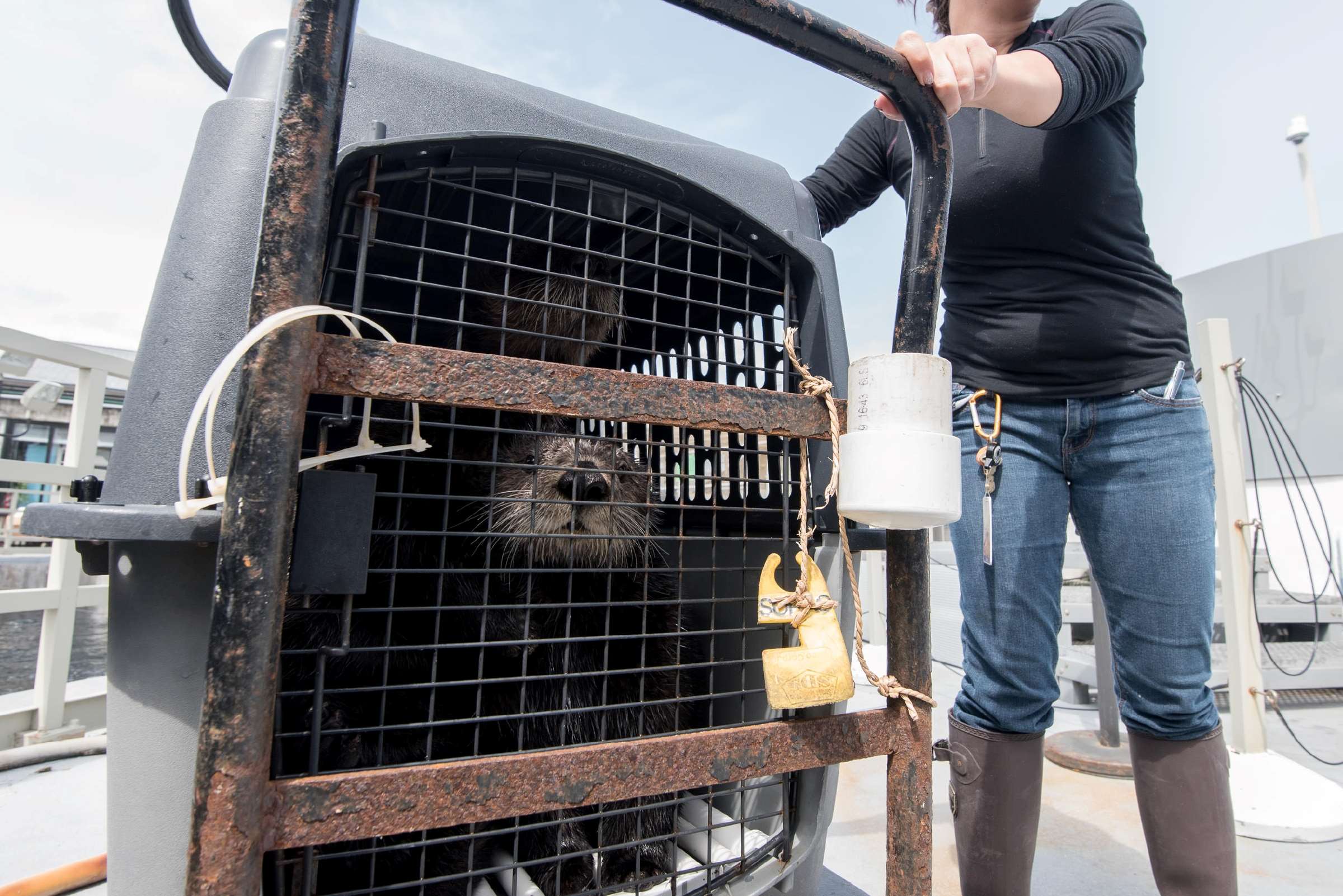 Sea Otter Program continues, despite coronavirus | Stories | Monterey