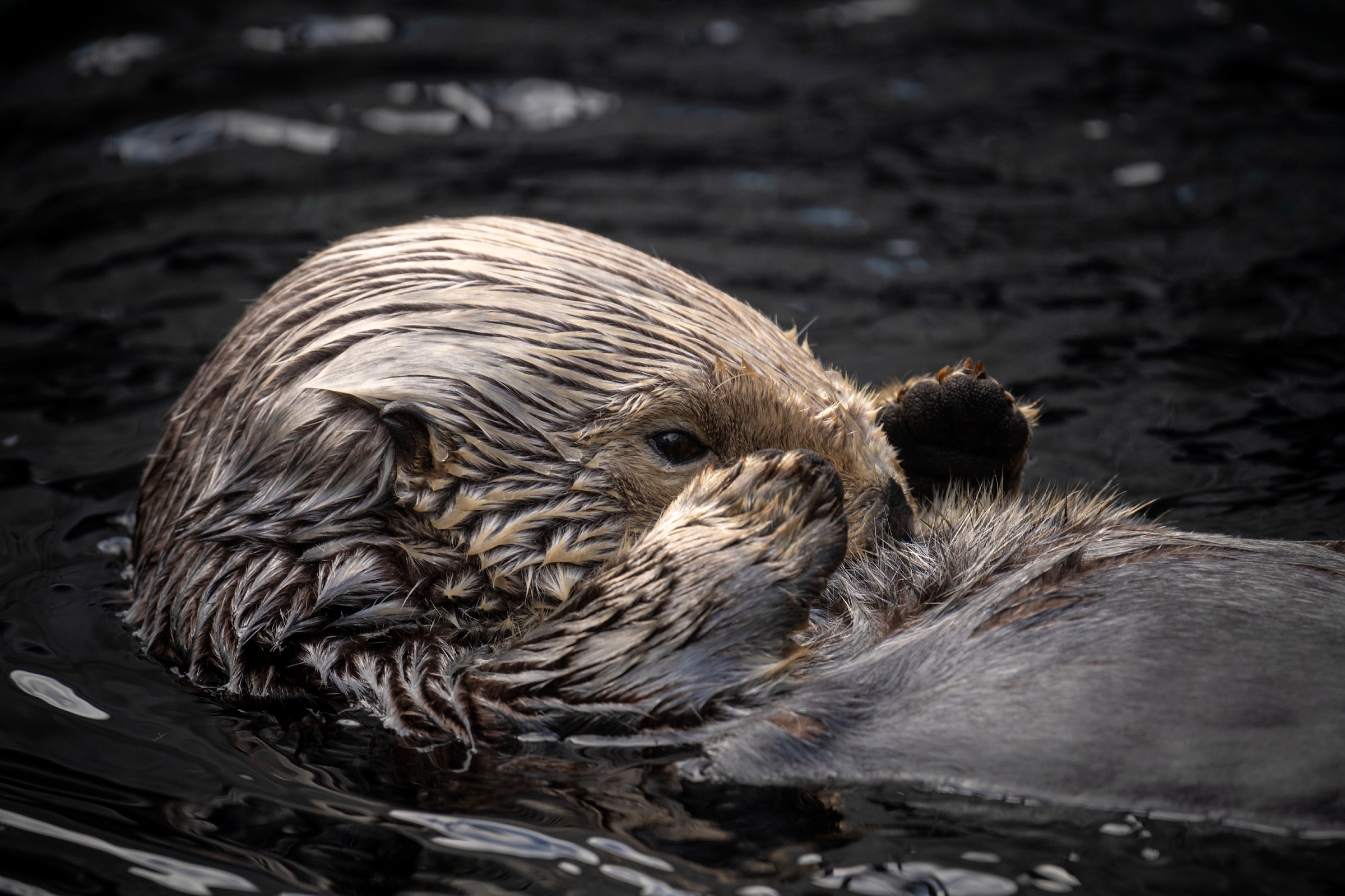 Sea Otters | Exhibit | Monterey Bay Aquarium