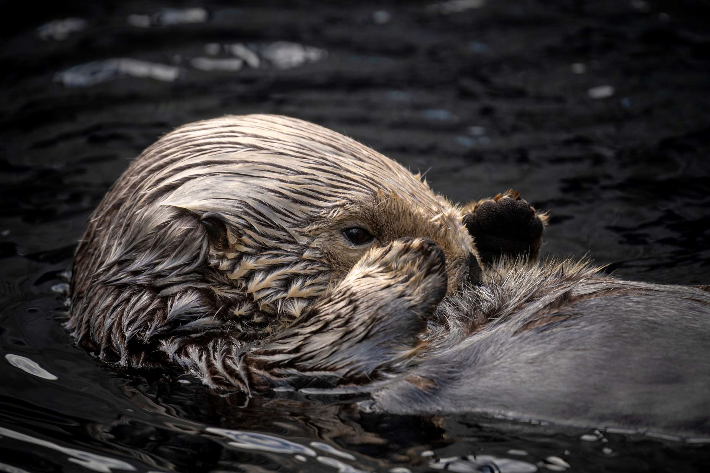 Sea otter | Animals | Monterey Bay Aquarium, image size:2400x1600