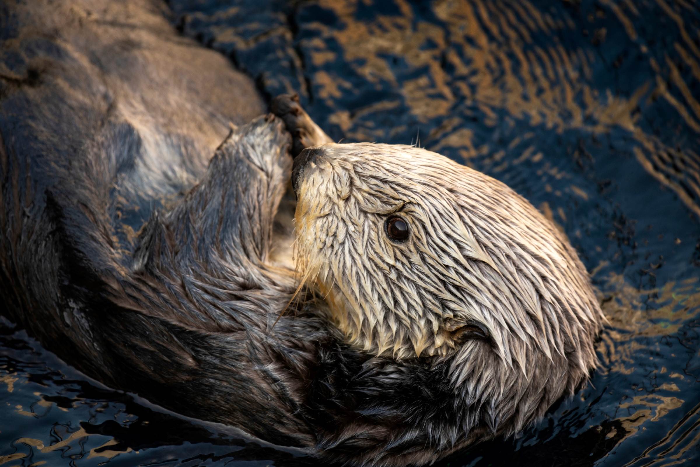 Relax with these calming ocean videos | Stories | Monterey Bay Aquarium