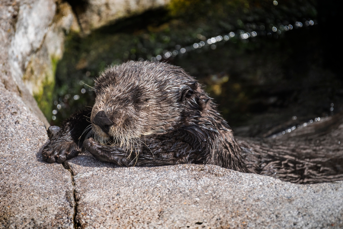 Selka's story | Sea Otter Program | Monterey Bay Aquarium