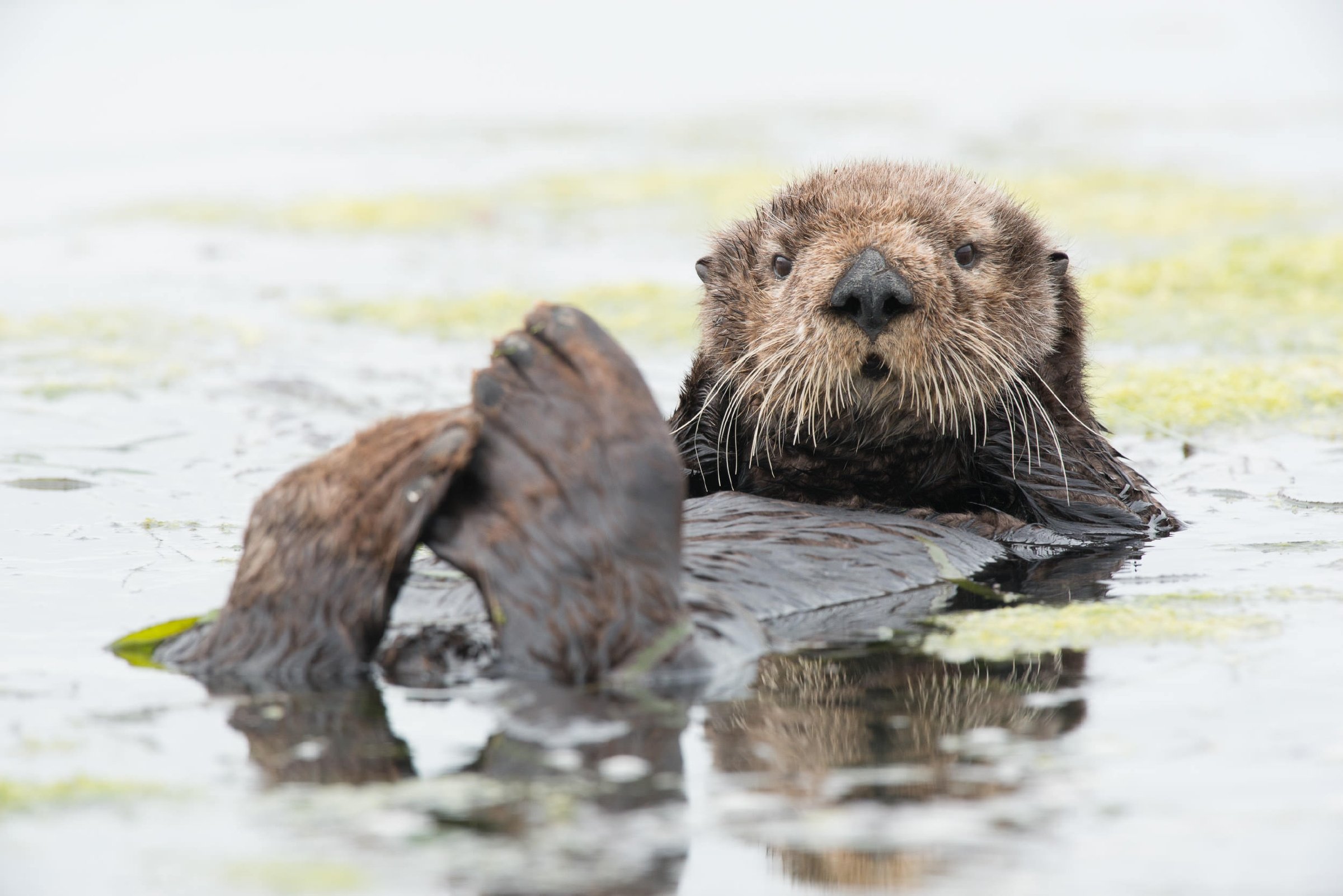 Sea otter | Animals | Monterey Bay Aquarium