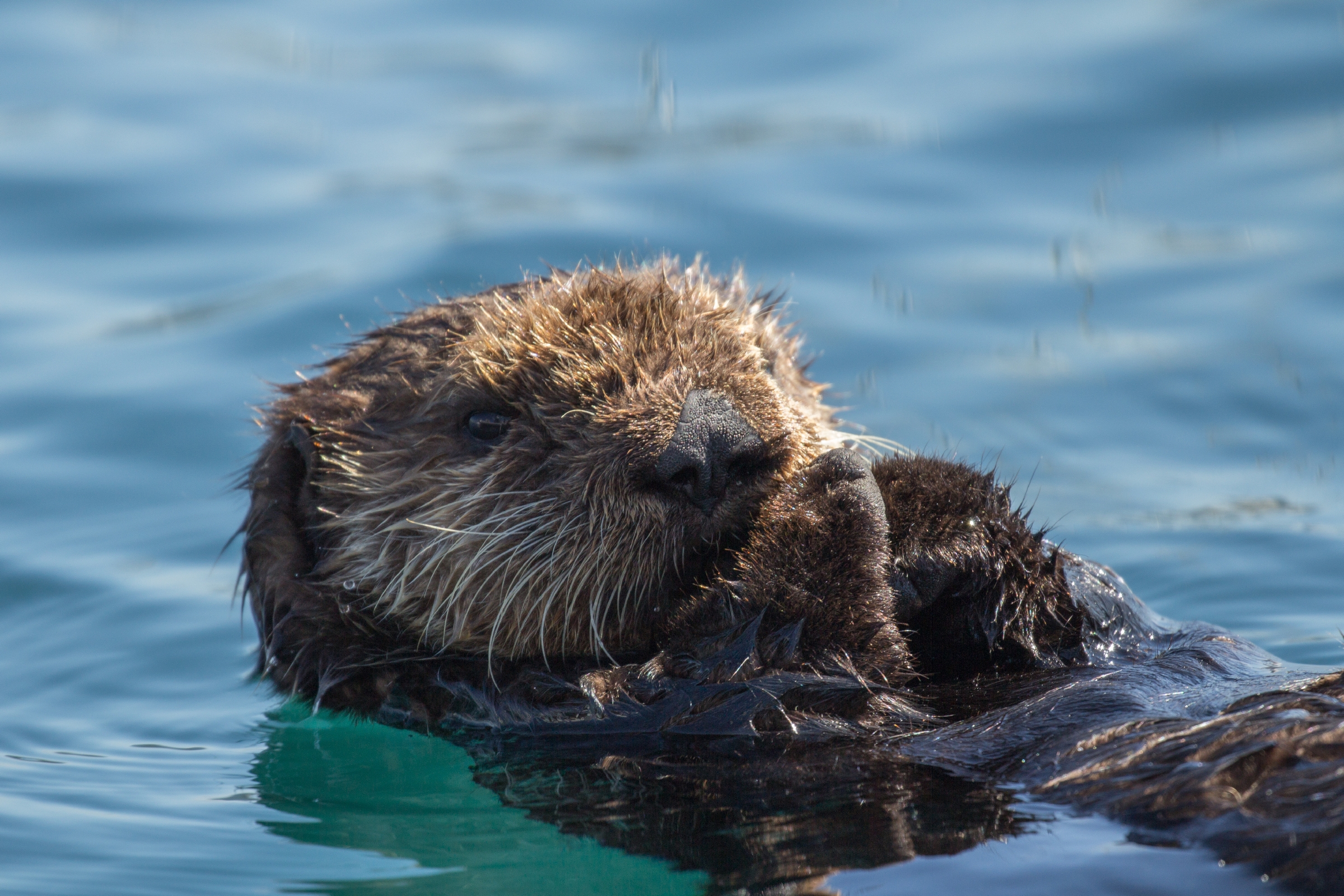 Sea otter rescue and research | Stories | Monterey Bay Aquarium
