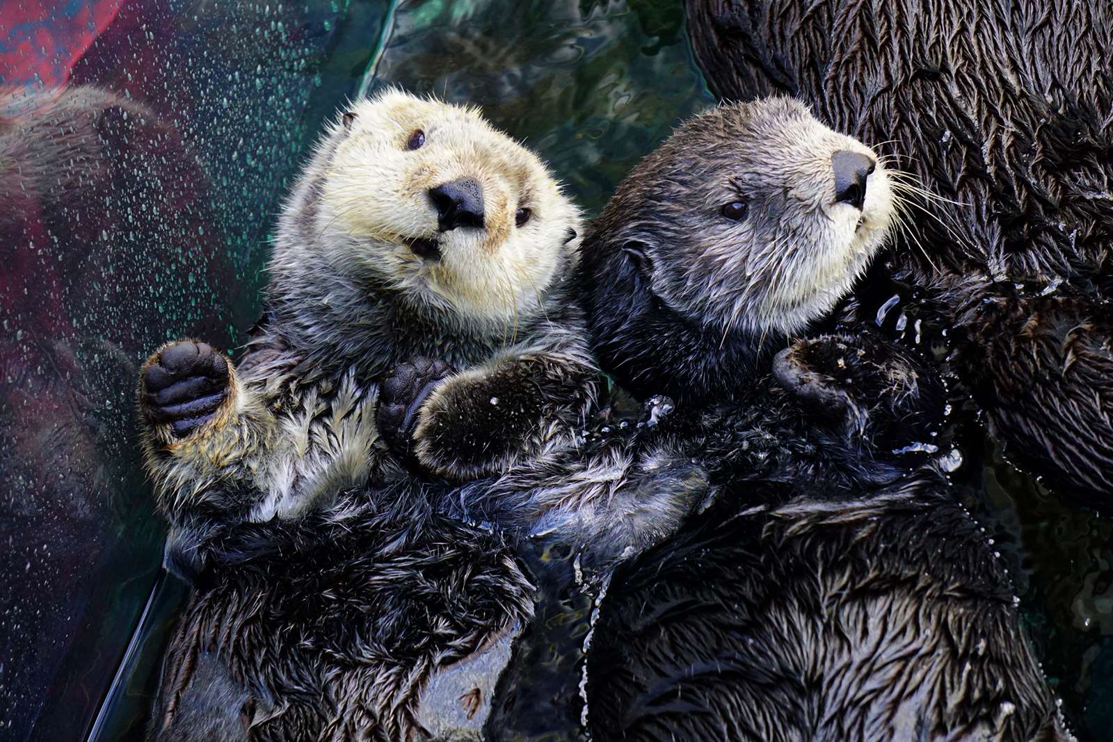 Two sea otters laying on their backs with their arms intertwined