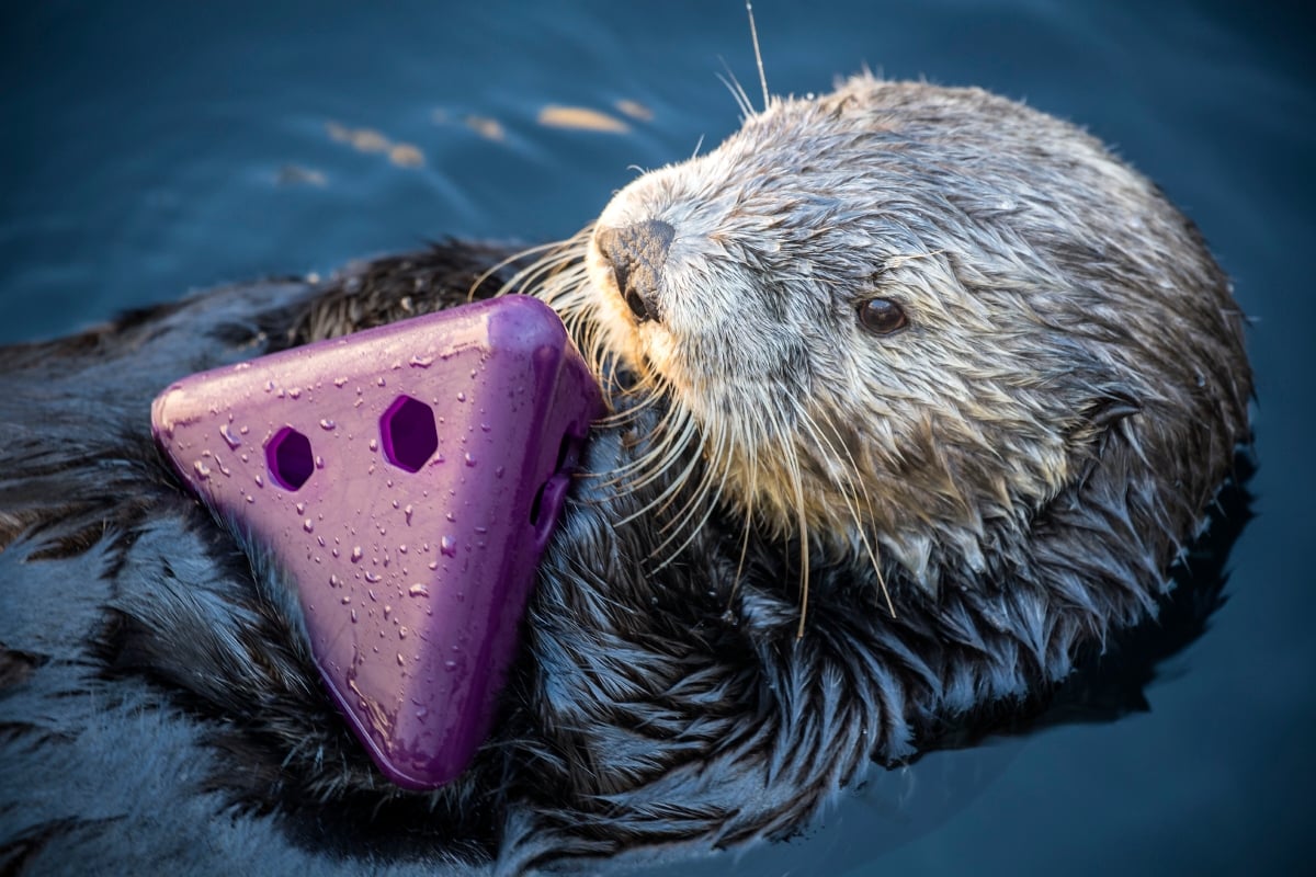 Sea otter personality quiz | Stories | Monterey Bay Aquarium Sea otter personality quiz | Stories | Monterey Bay Aquarium