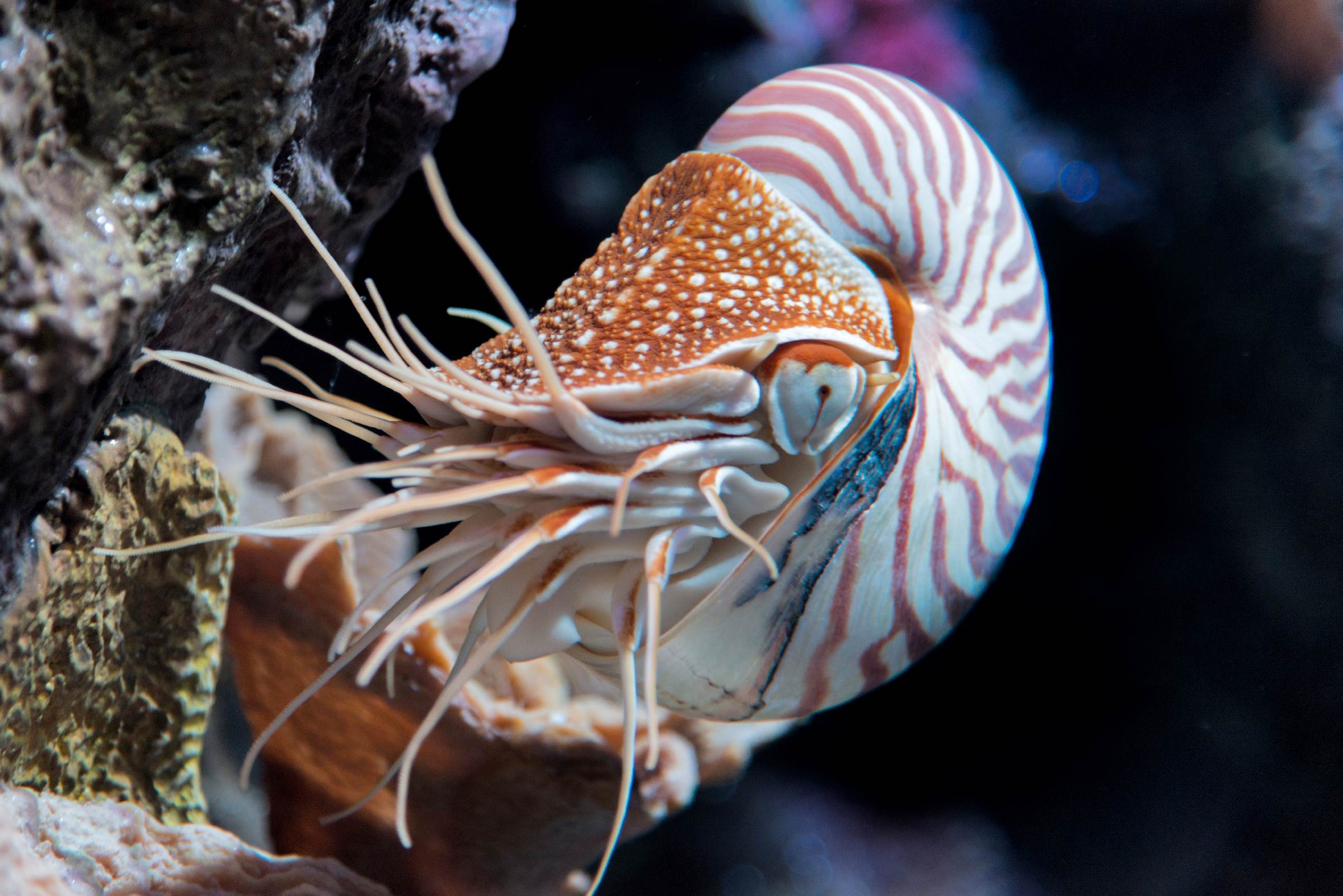 Beyond Tentacles: The Hidden Strength Of Octopuses Revealed! - 7vujw8w