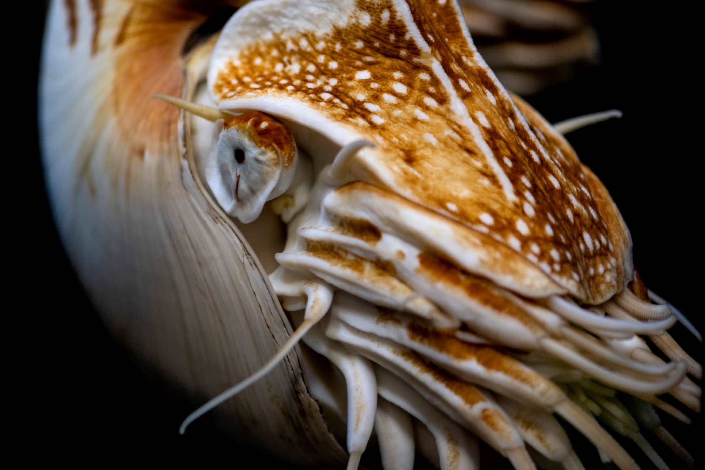 Chambered nautilus Animals Monterey Bay Aquarium
