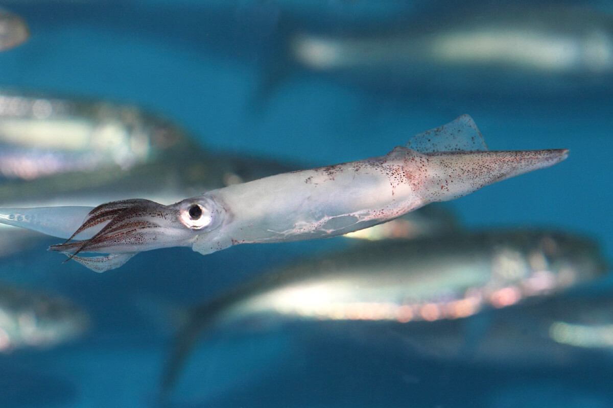 It's squid season on Monterey Bay, Stories