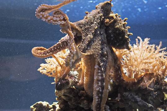 Giant Pacific octopus | Animals | Monterey Bay Aquarium