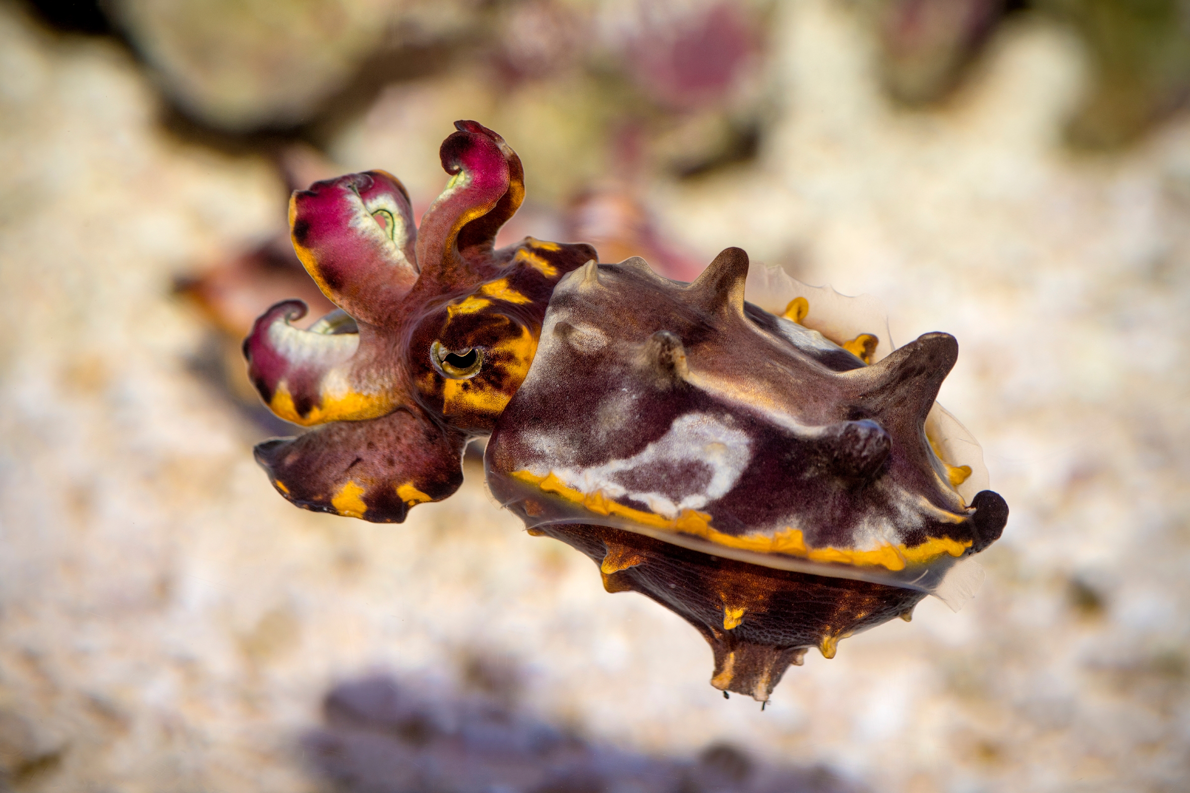 Flamboyand Cuttlefish