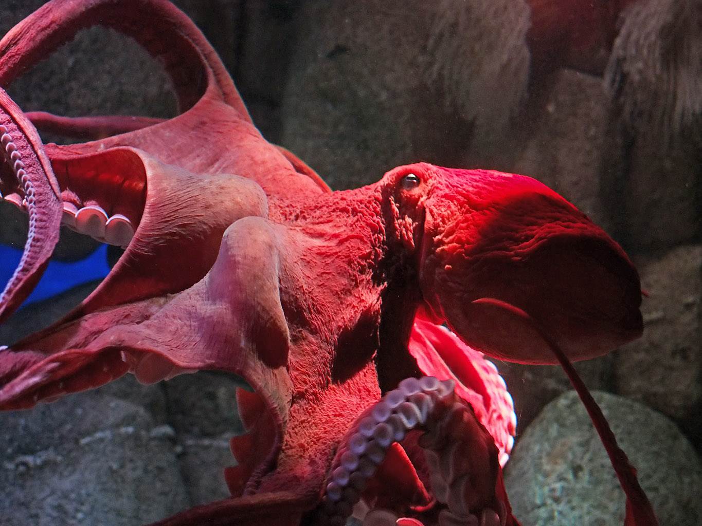 Giant Pacific Octopus Exhibit Monterey Bay Aquarium