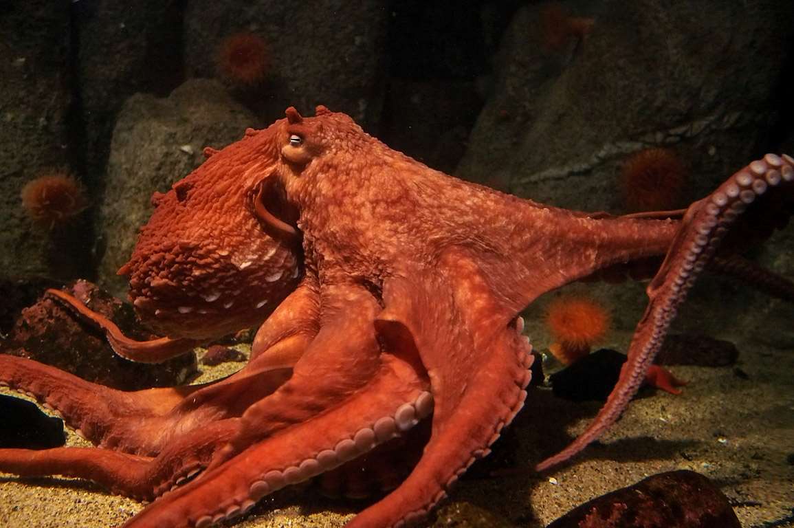 Giant Pacific octopus, Animals