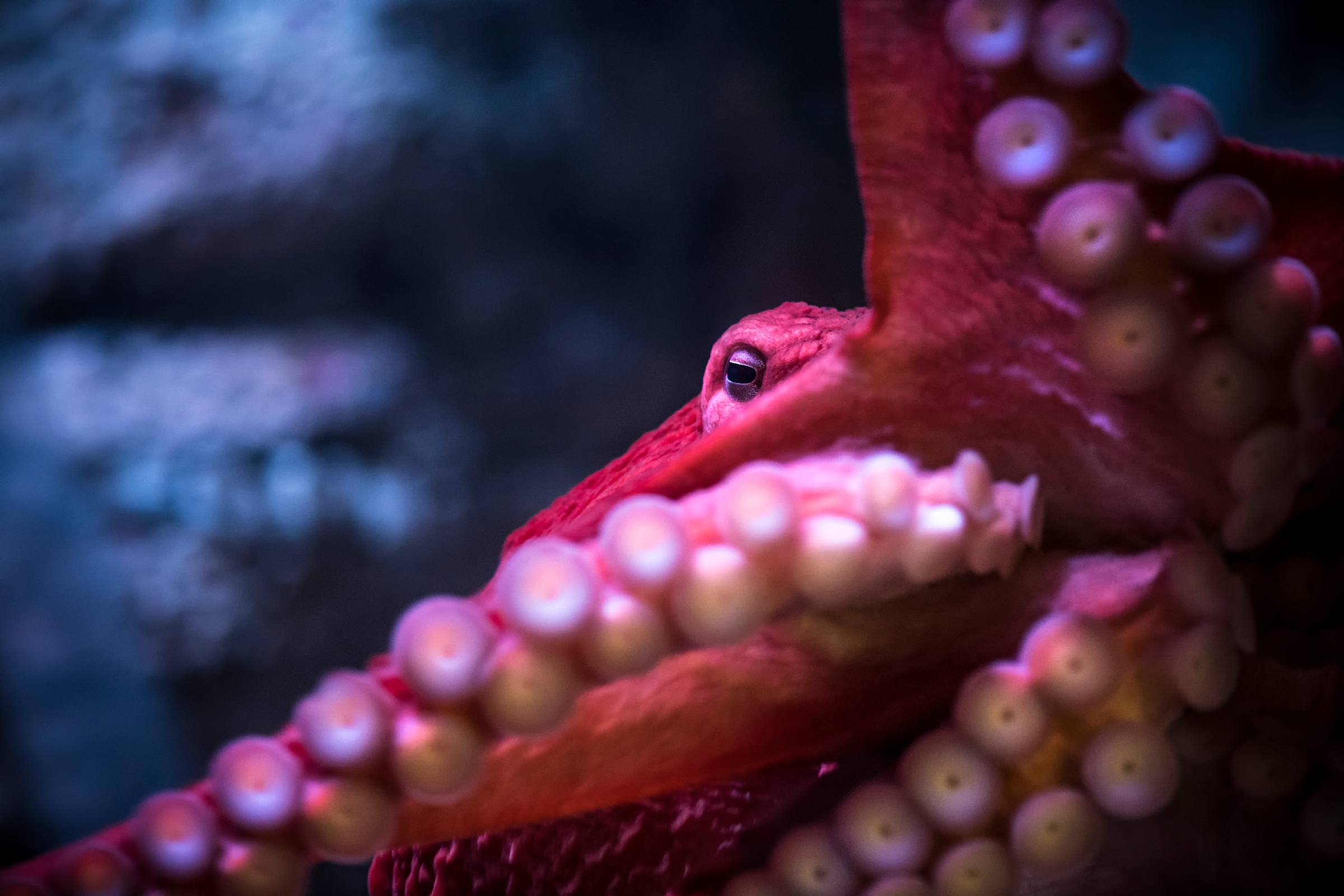 Cephalopods | Animals | Monterey Bay Aquarium