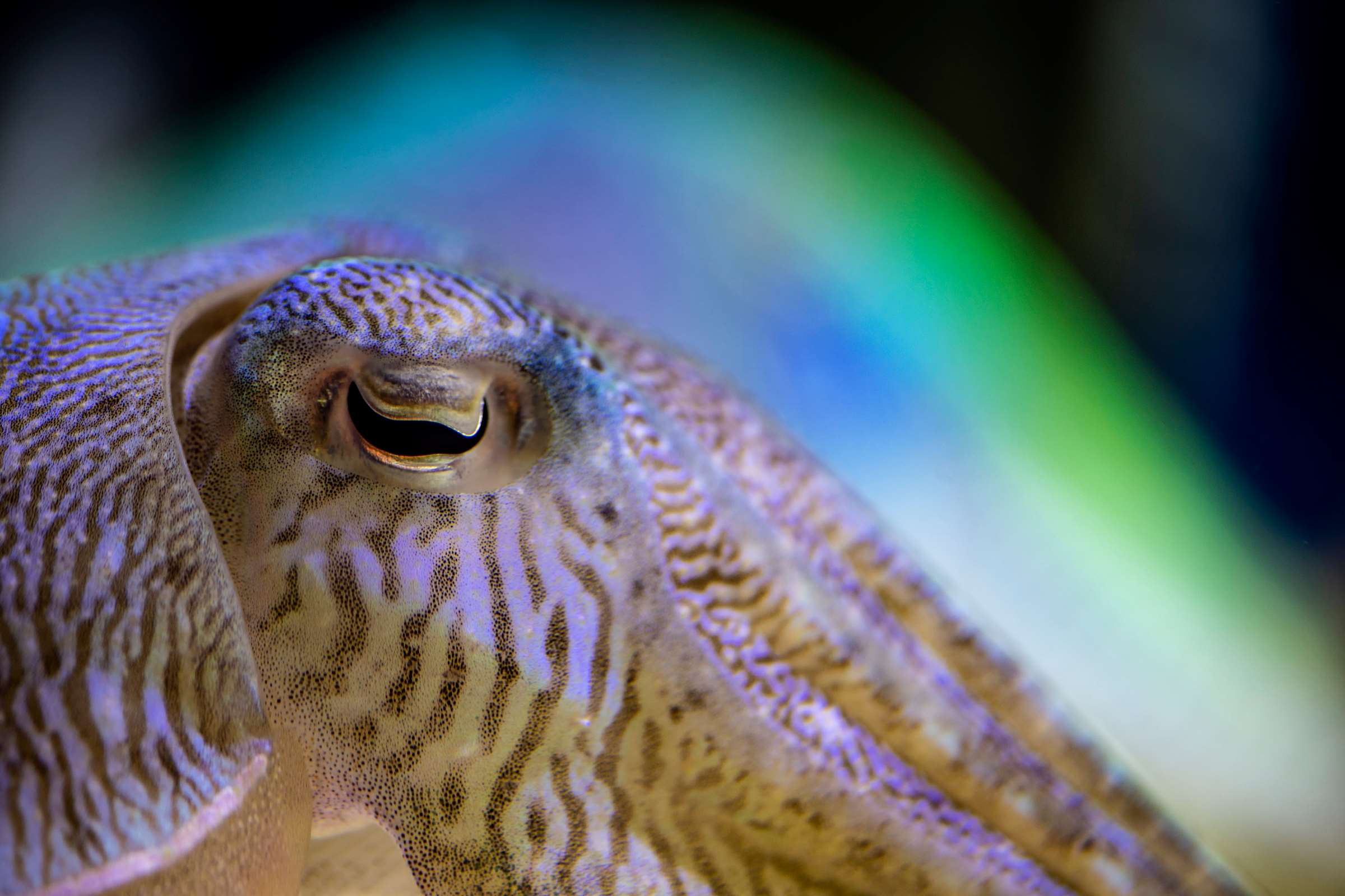 Relax with these calming ocean videos | Stories | Monterey Bay Aquarium