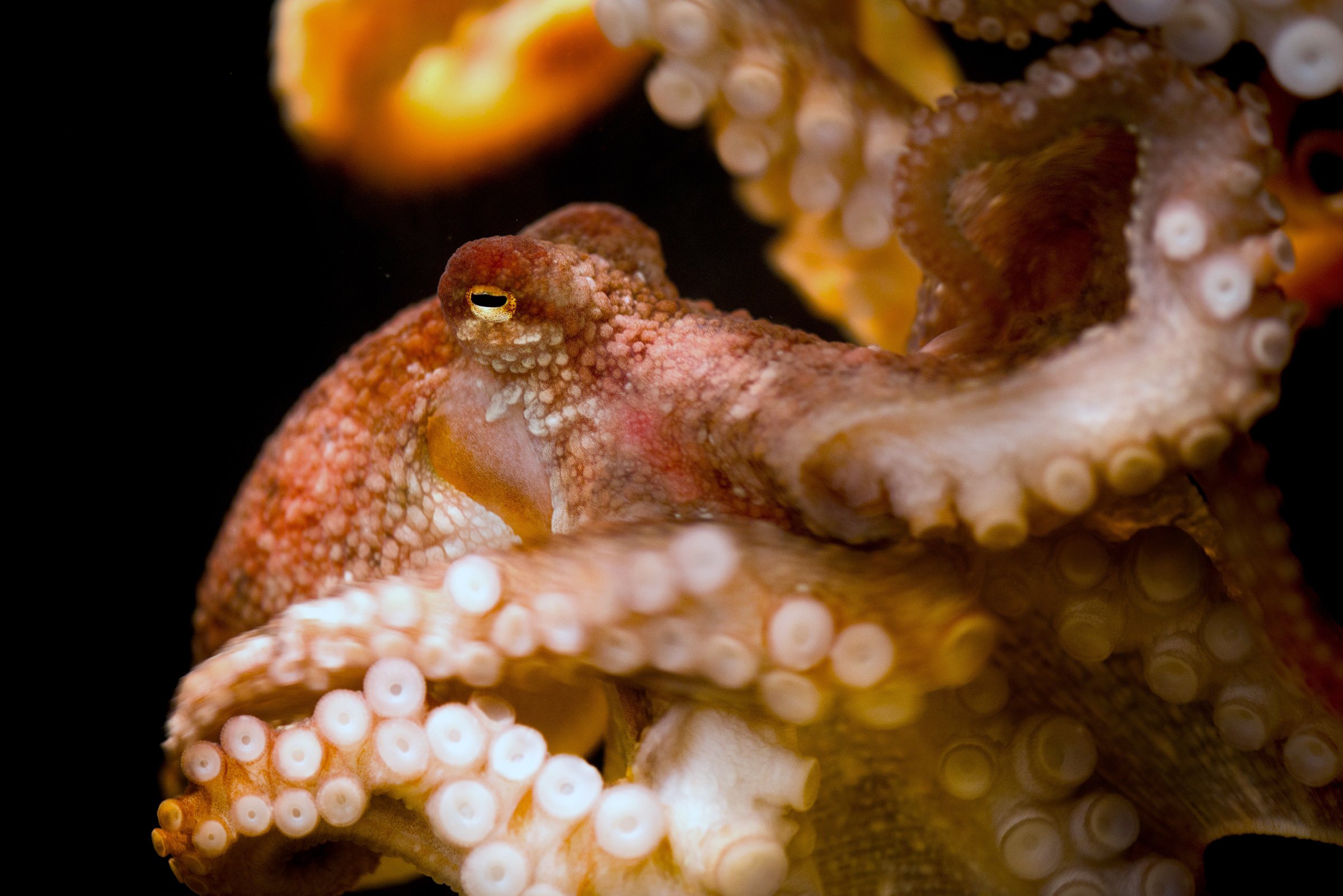 Red octopus | Animals | Monterey Bay Aquarium
