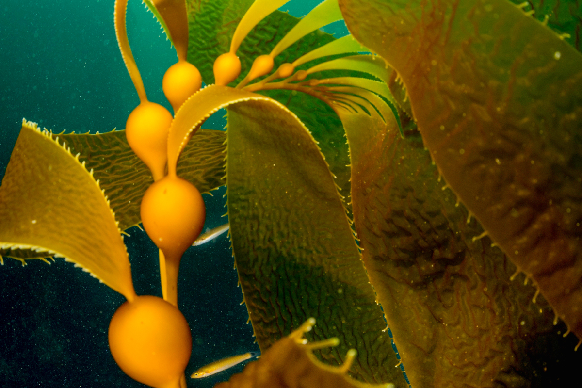 Giant kelp Animals Monterey Bay Aquarium