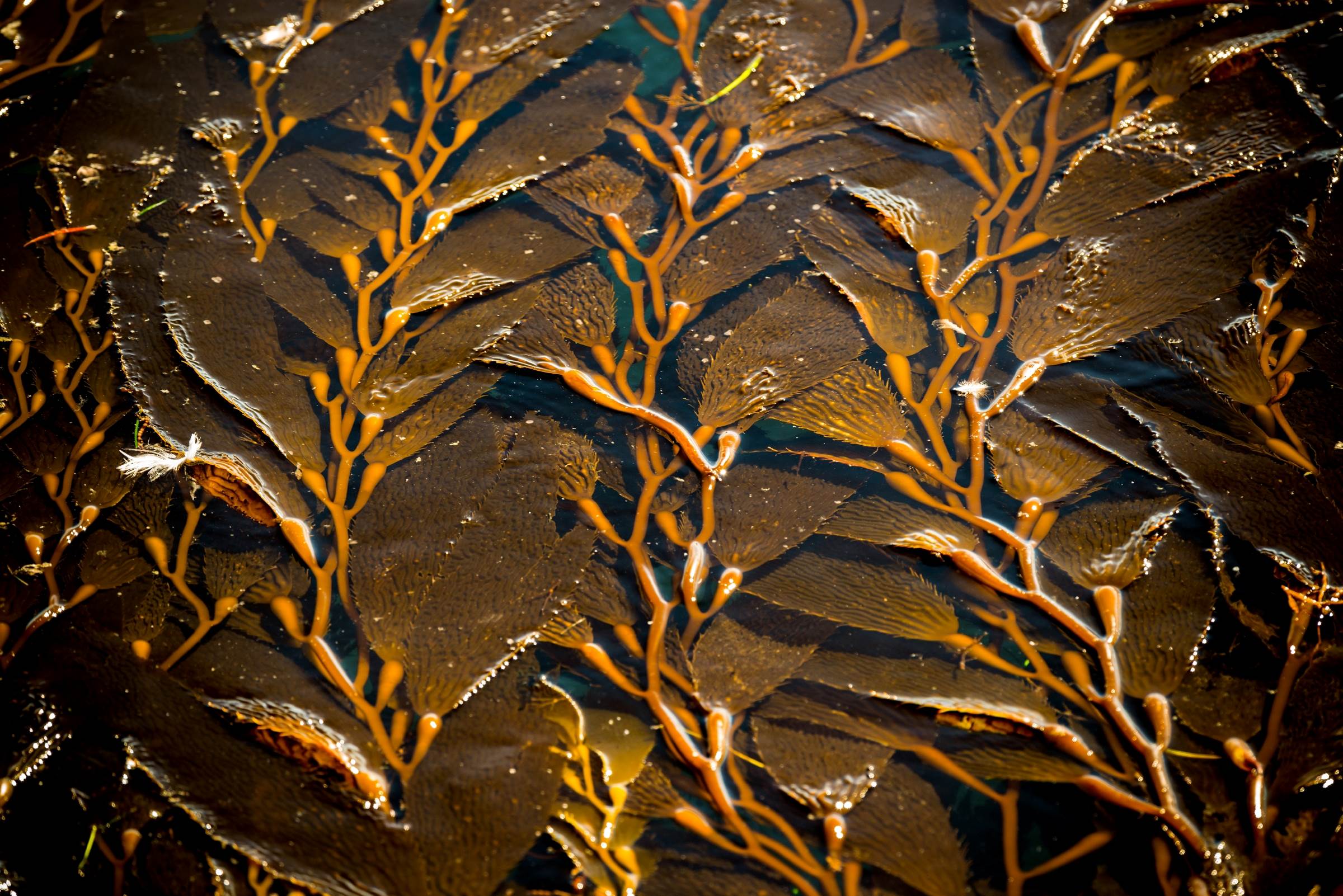 Giant kelp Animals Monterey Bay Aquarium