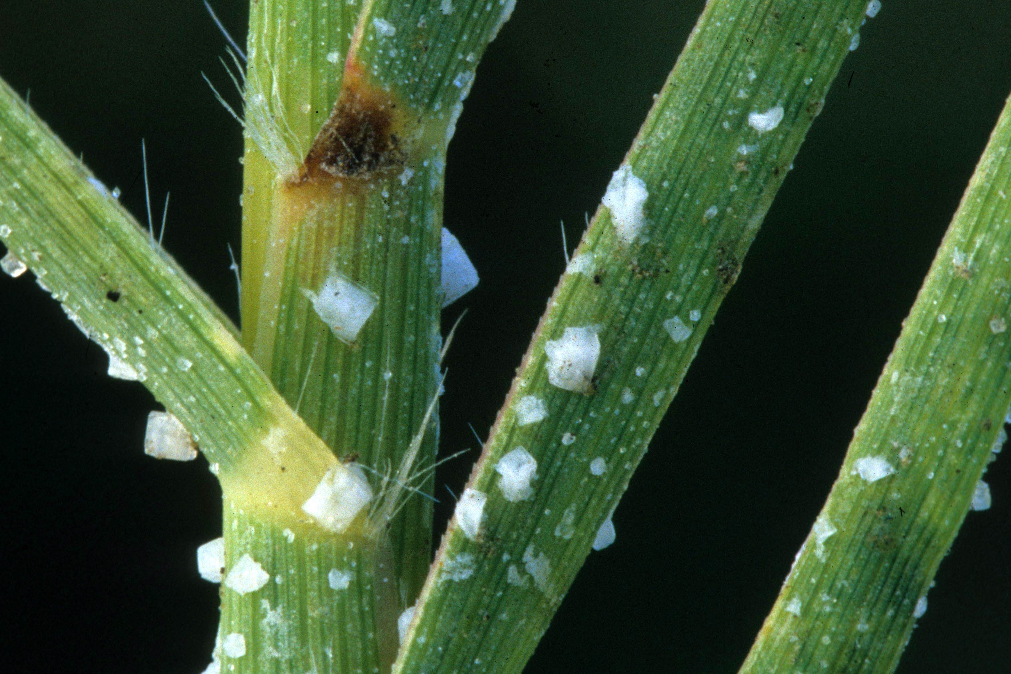 Salt grass Animals Monterey Bay Aquarium