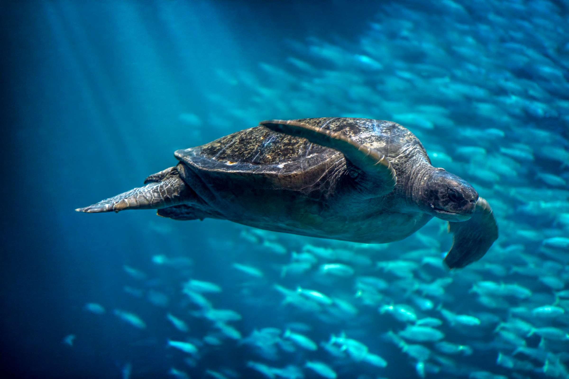 view underwater ocean camera live