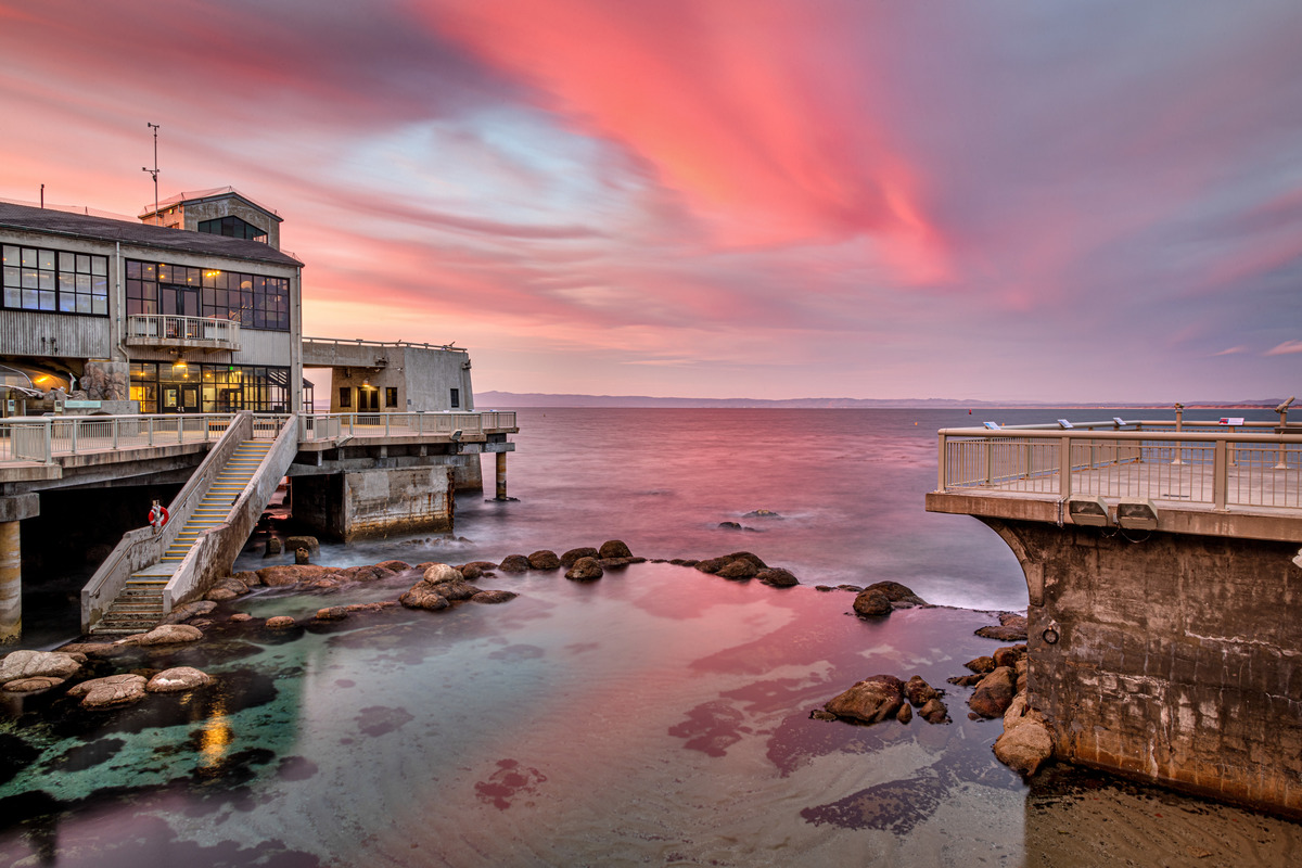 Safari  Monterey Bay Aquarium ( モントレー ベイ アクアリウム ) ホホジロザメ 211202 Amazon.co.jp: Safari Monterey Bay Aquarium (モントレー ベイ
