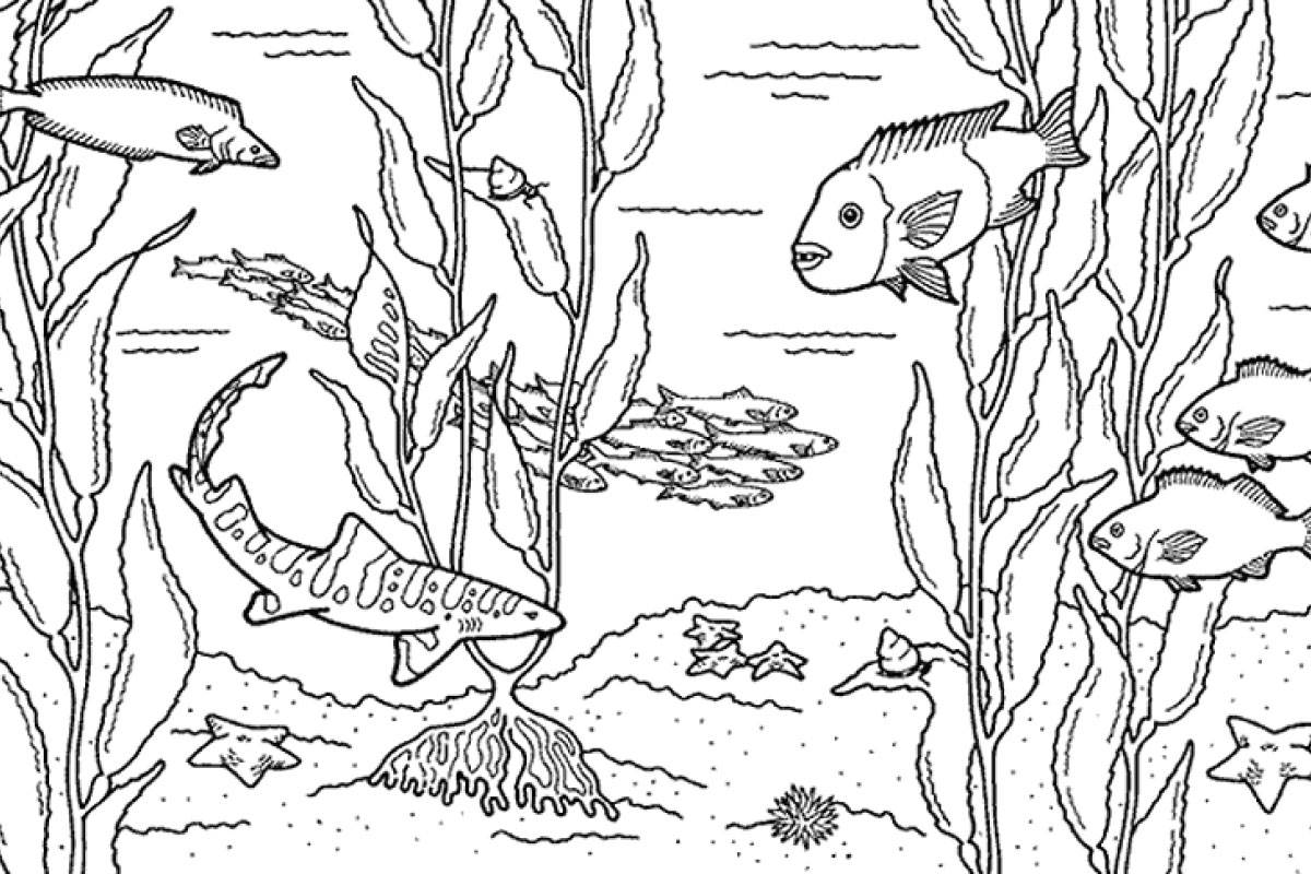 Coloring pages | Activities | Monterey Bay Aquarium