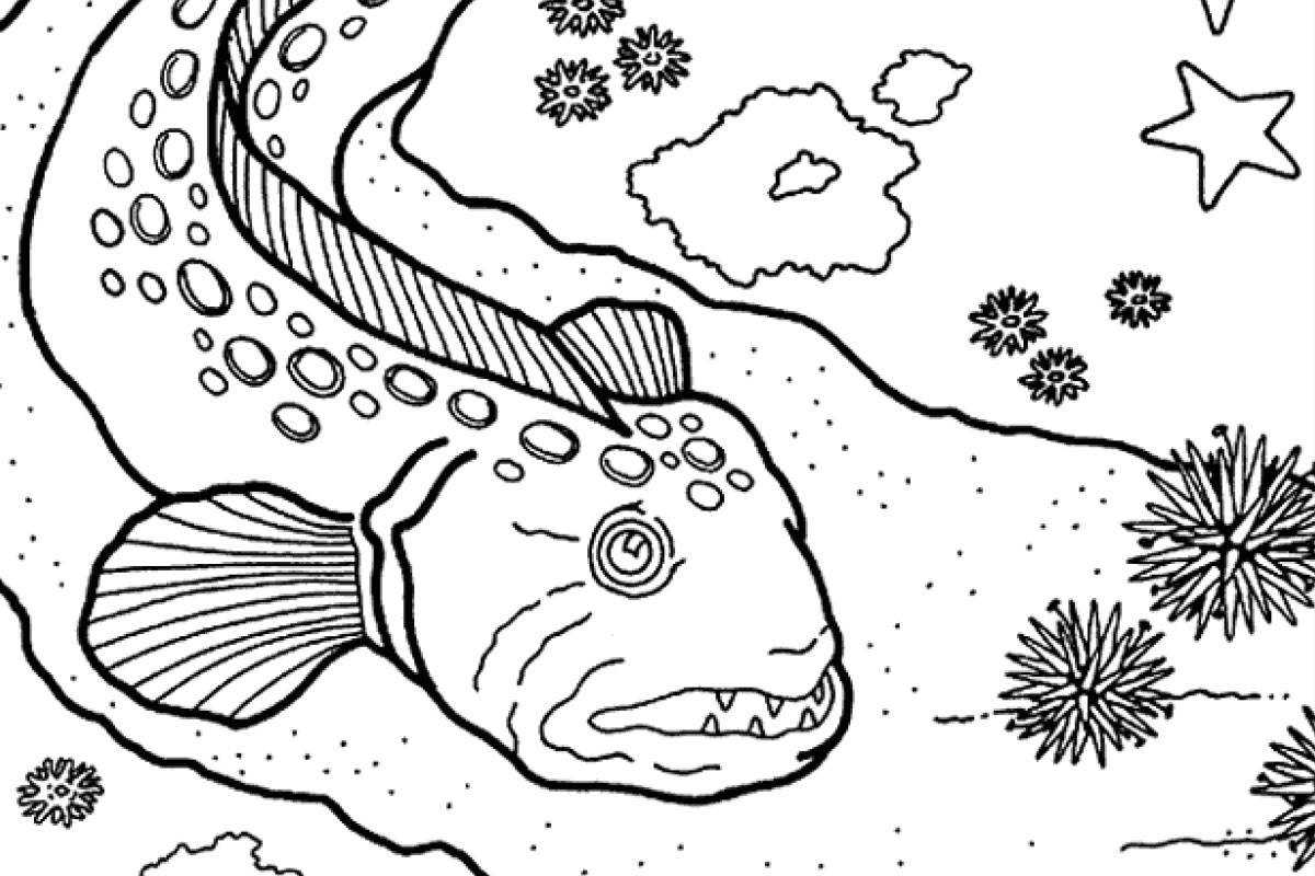 Coloring pages | Activities | Monterey Bay Aquarium