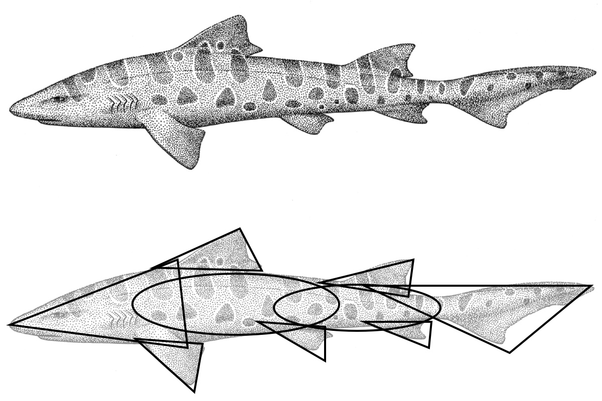 Great White Shark Drawing Digital Art by Steve Goad - Fine Art America