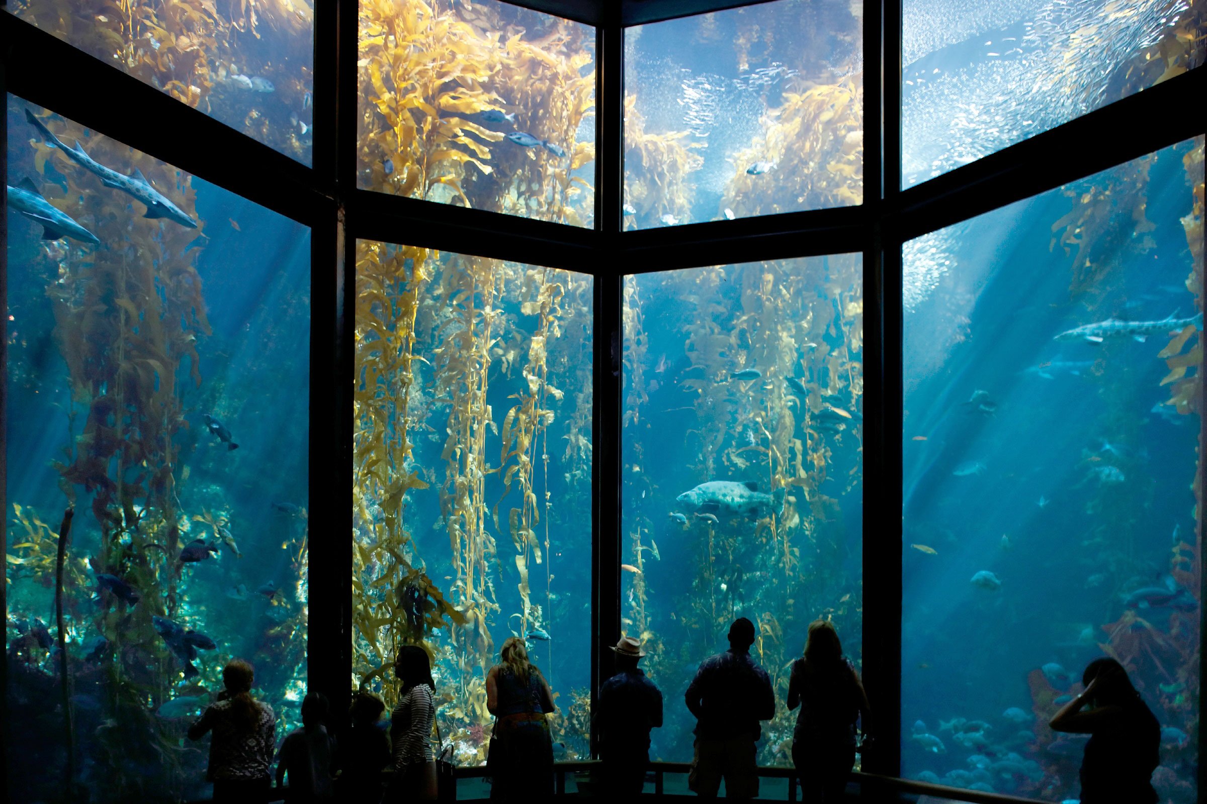 Exhibits | Monterey Bay Aquarium
