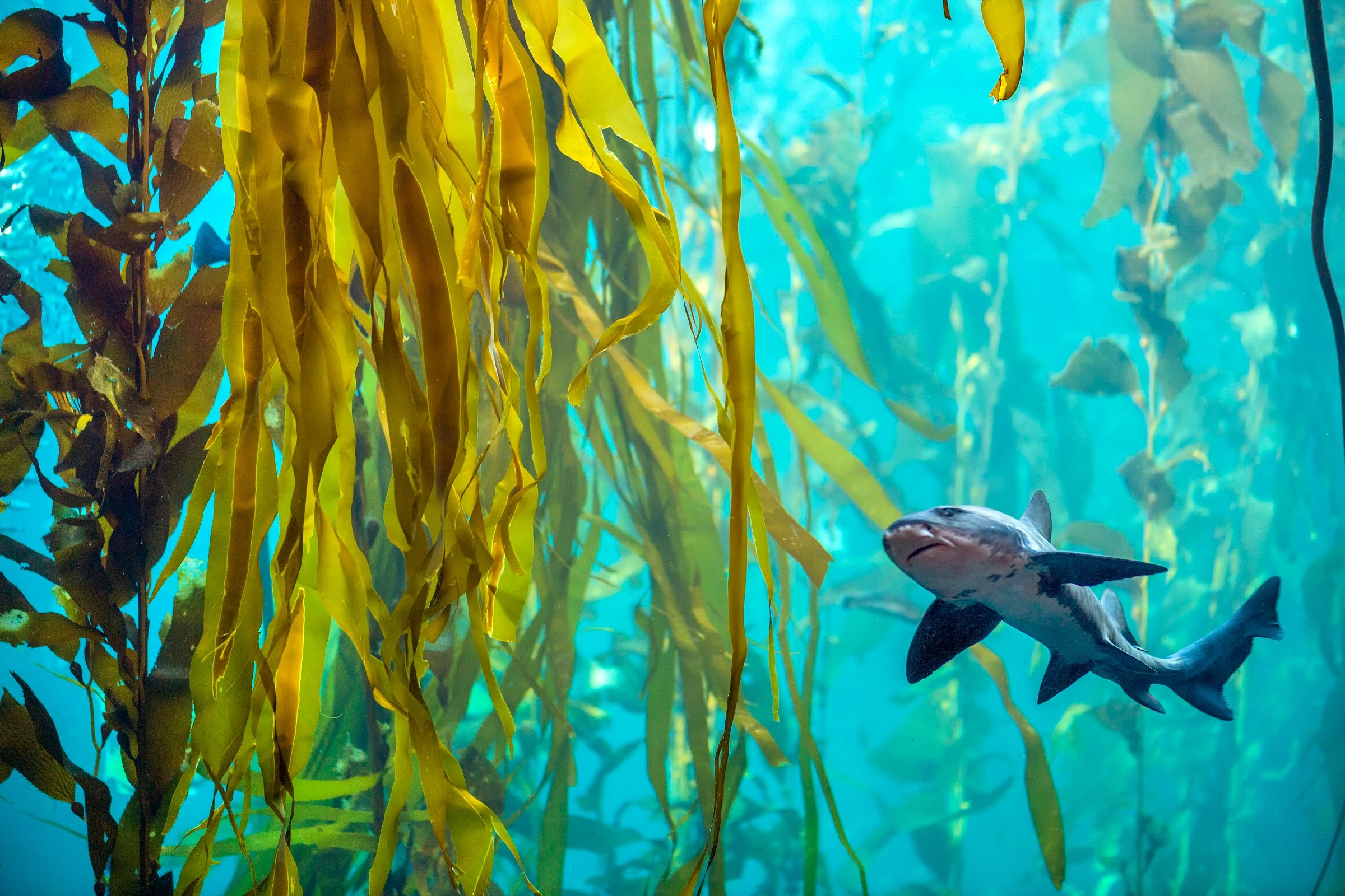 Kelp Forest Ecosystem