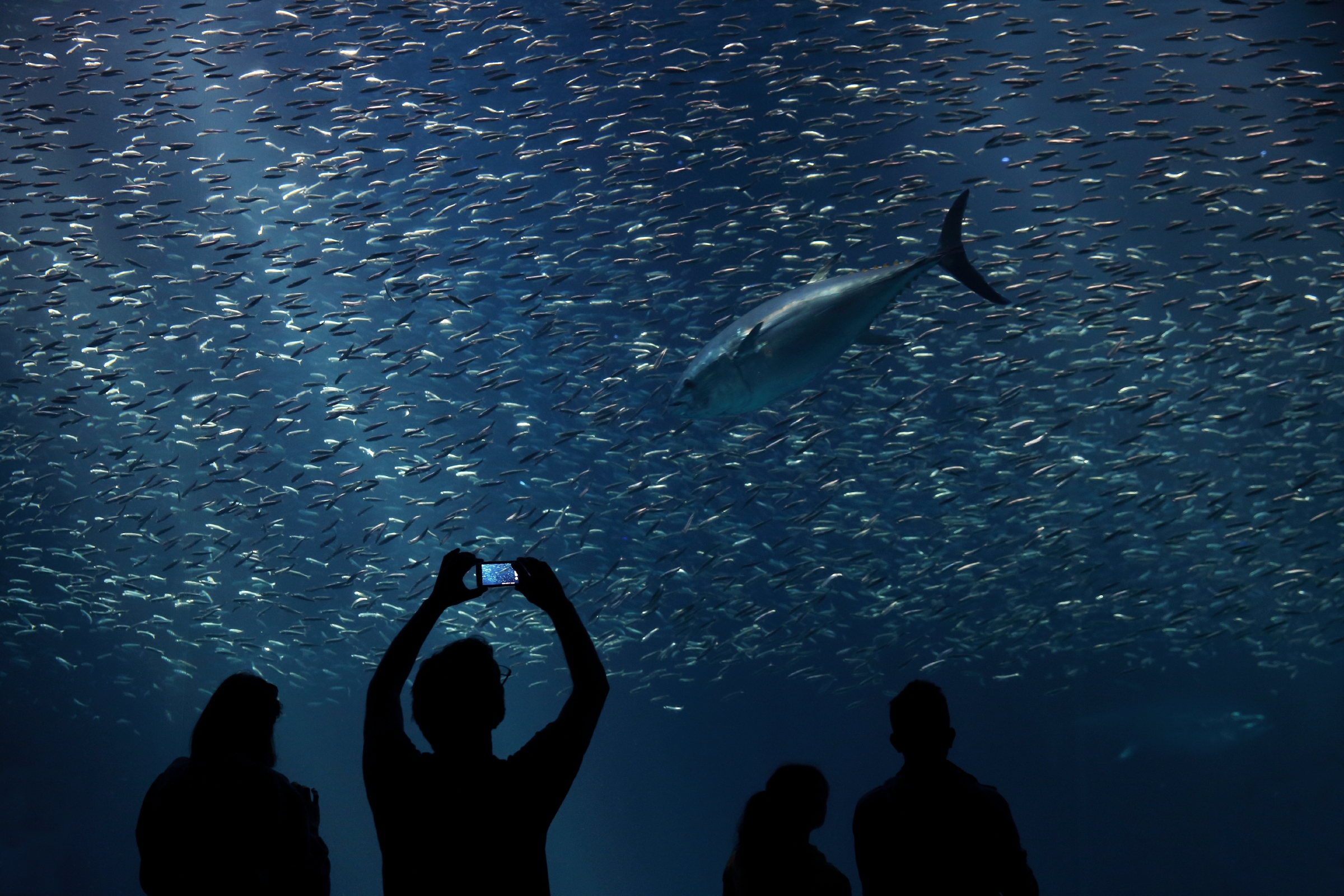 Open Sea Exhibit Monterey Bay Aquarium Monterey aquarium reopening date