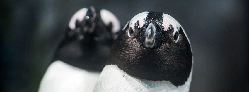 Splash Zone Penguins Exhibit Monterey Bay Aquarium
