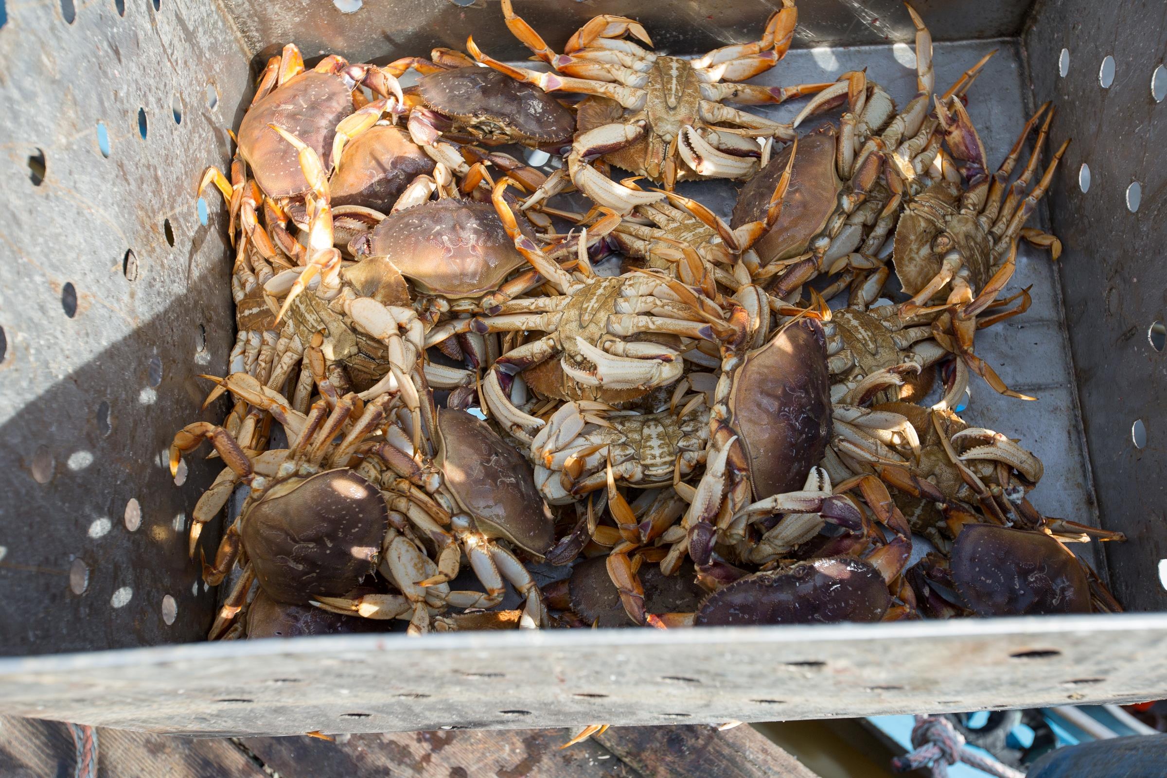Sustainable seafood | The challenge | Monterey Bay Aquarium