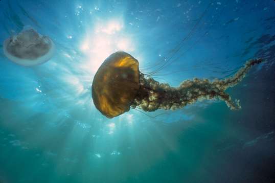 Historical tortoiseshell trade | Stories | Monterey Bay Aquarium