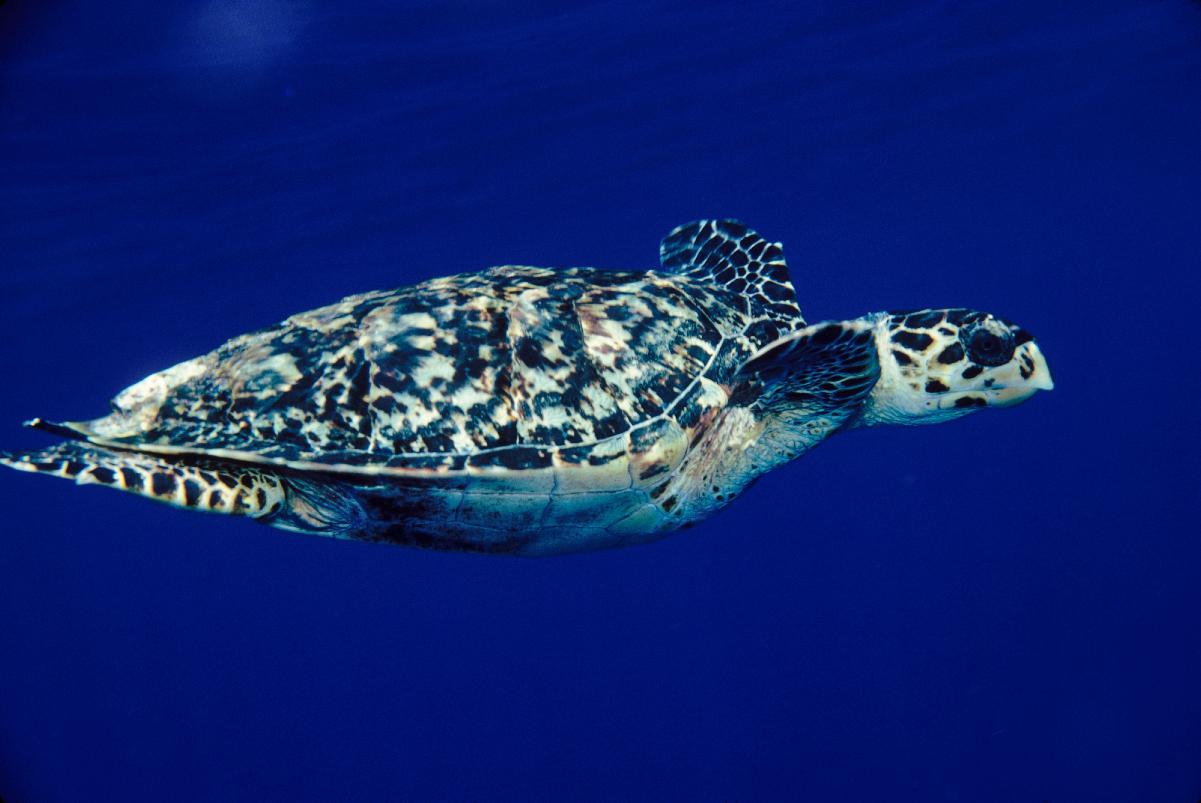 Historical trade of tortoiseshell | Press releases | Monterey Bay Aquarium