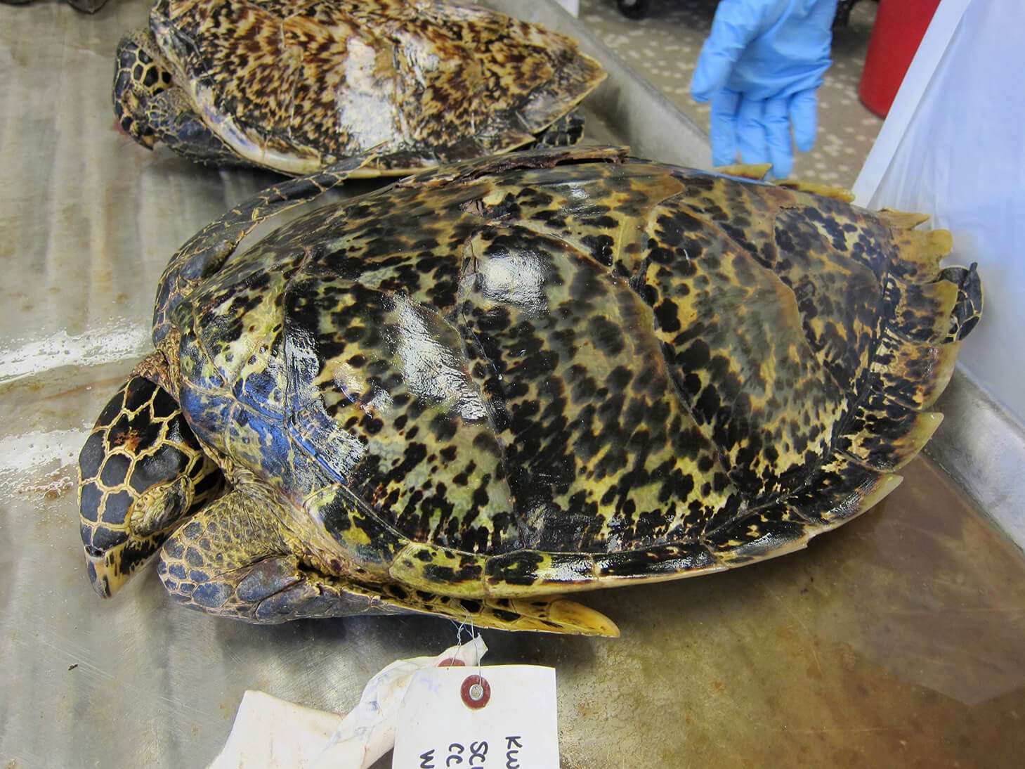 Historical tortoiseshell trade | Stories | Monterey Bay Aquarium