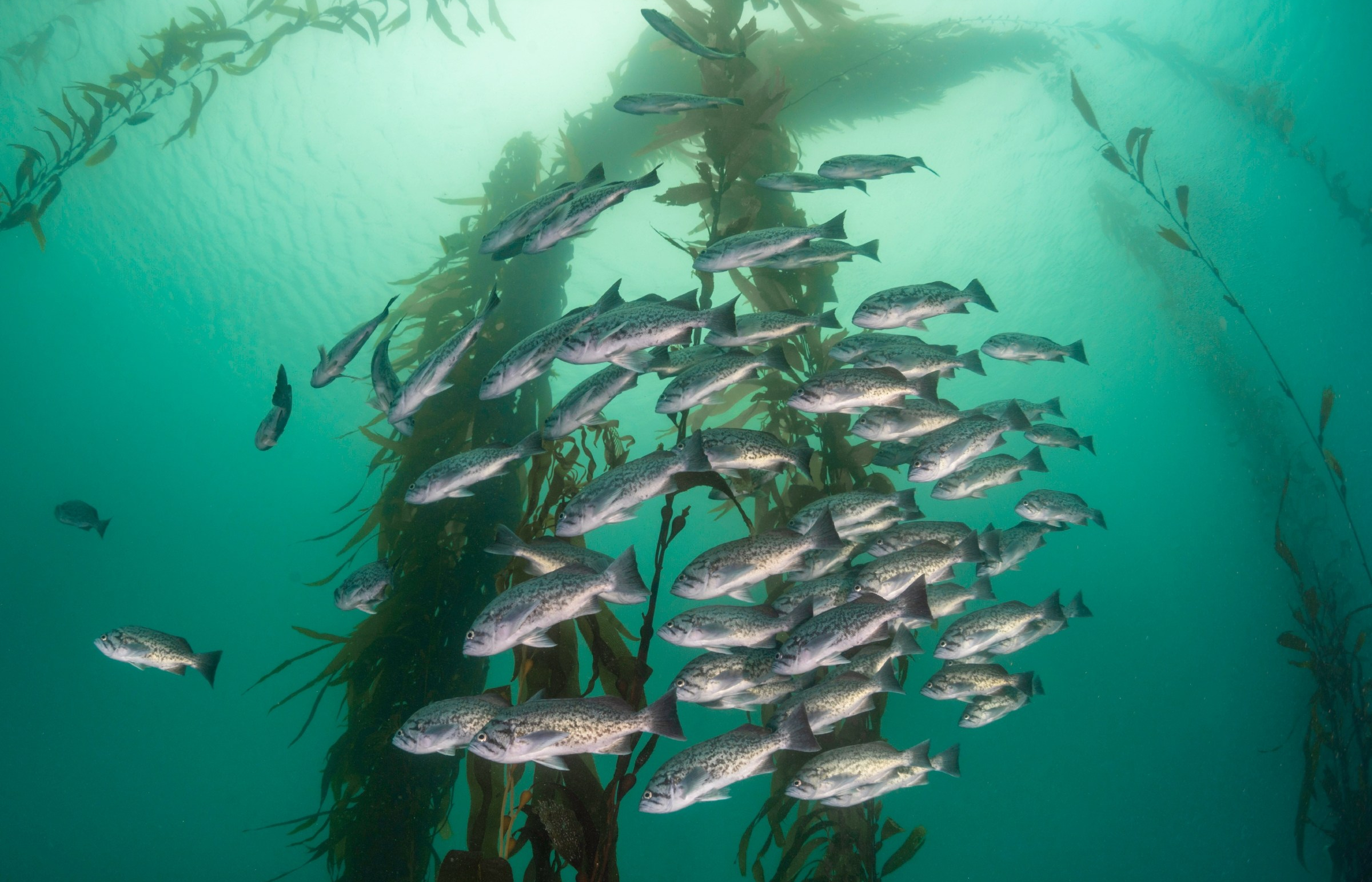 Speaking up for sustainable fisheries | Stories | Monterey Bay Aquarium