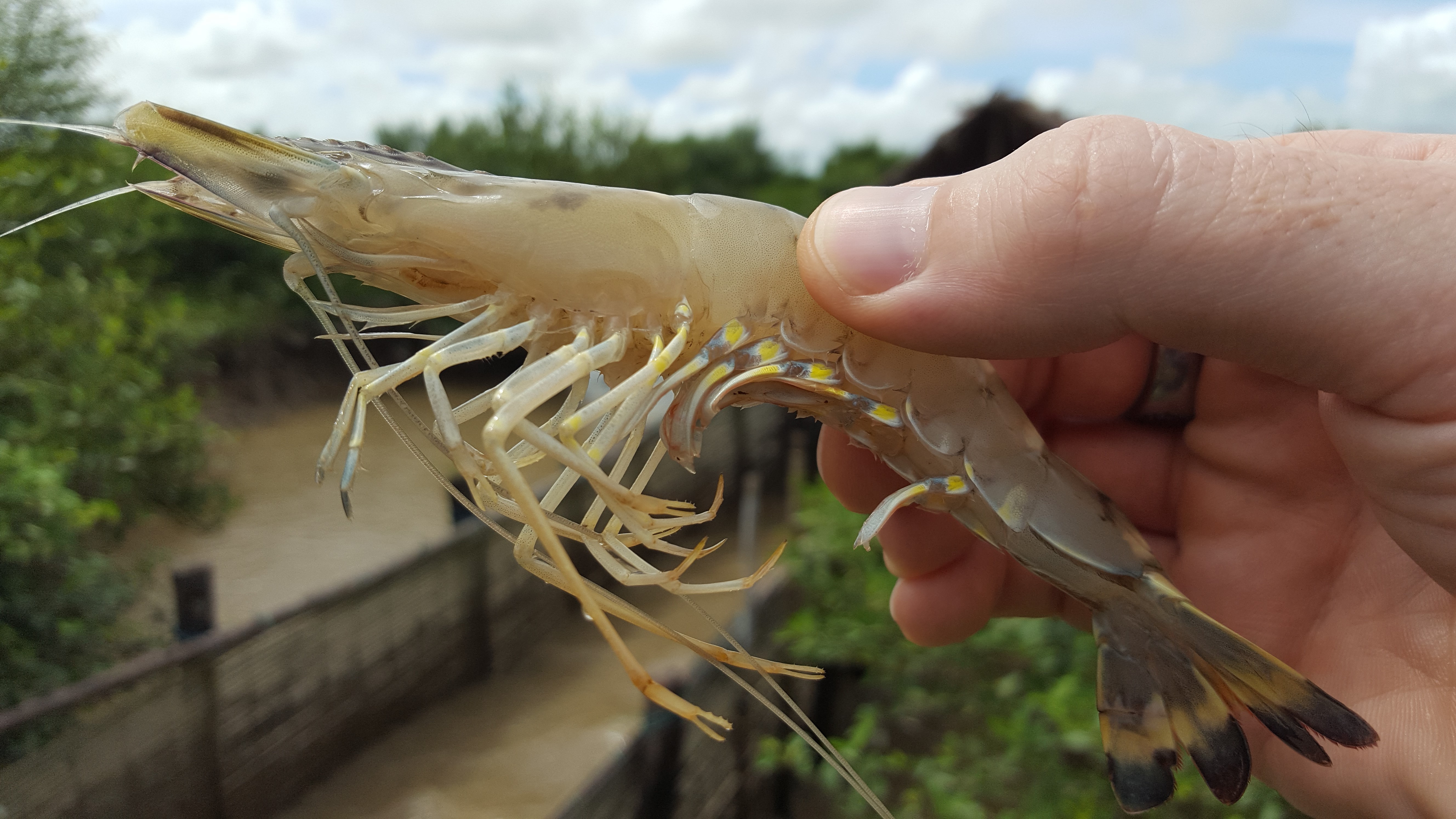 Advancing sustainable shrimp farming Stories Monterey Bay Aquarium