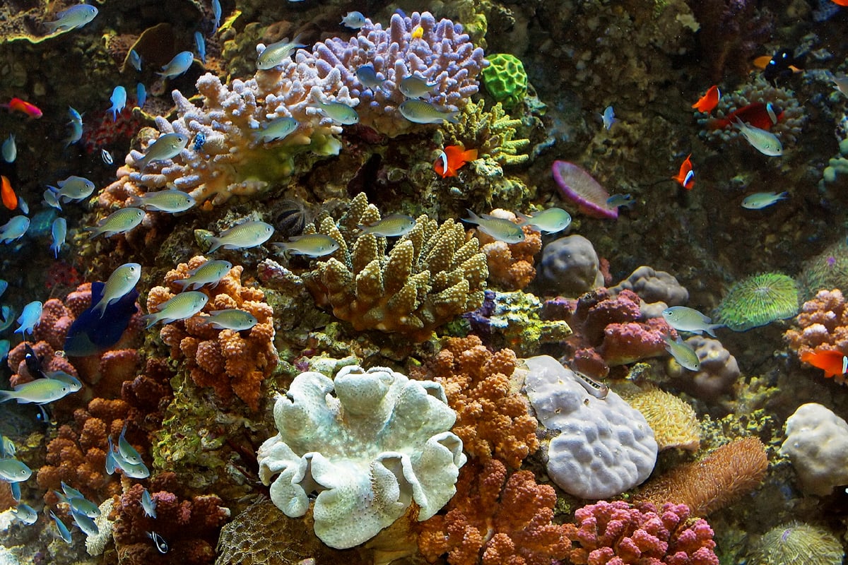 Coral reefs | Habitats | Monterey Bay Aquarium