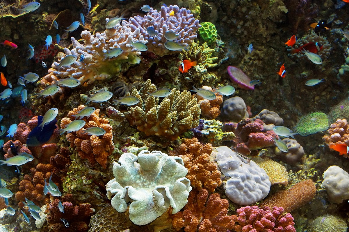 live coral reef