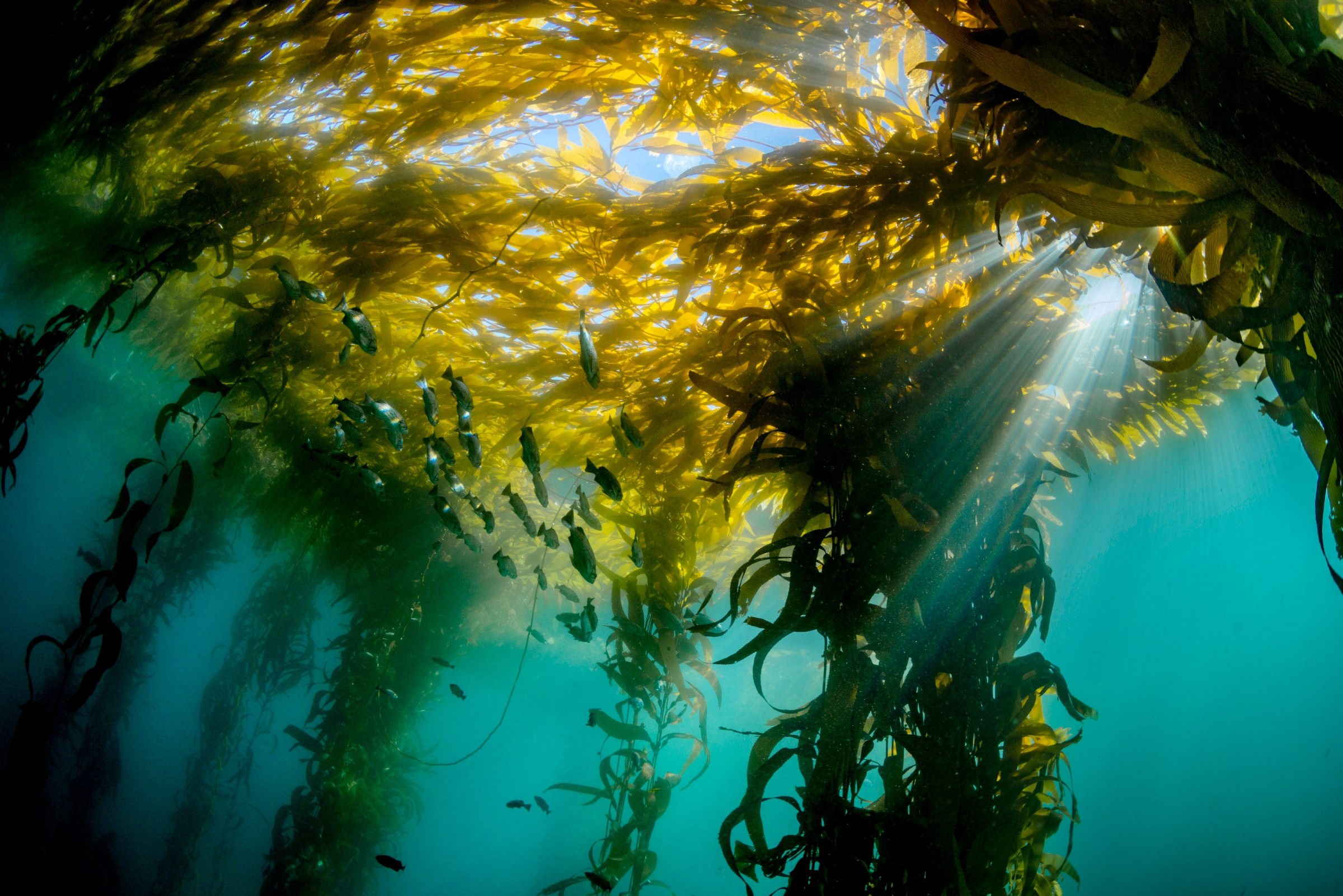 marine biome kelp