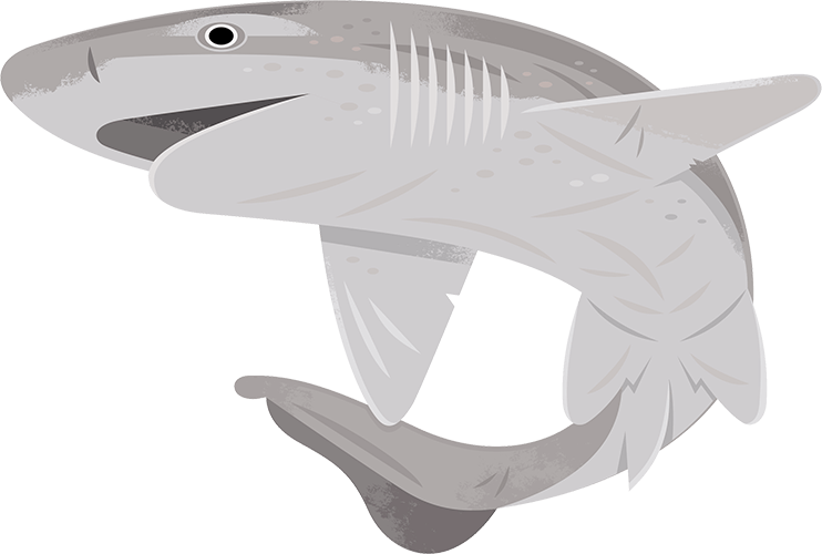 Shark | Live cam | Monterey Bay Aquarium Shark | Live cam | Monterey Bay Aquarium