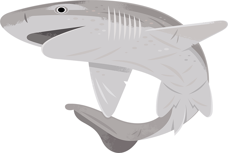 Sevengill shark