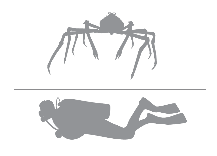 Japanese Spider Crab Size Comparison Just how huge the biggest sea