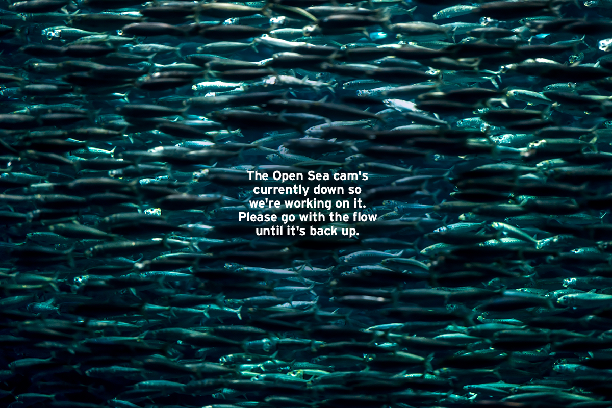 Open Sea | Live Cam | Monterey Bay Aquarium