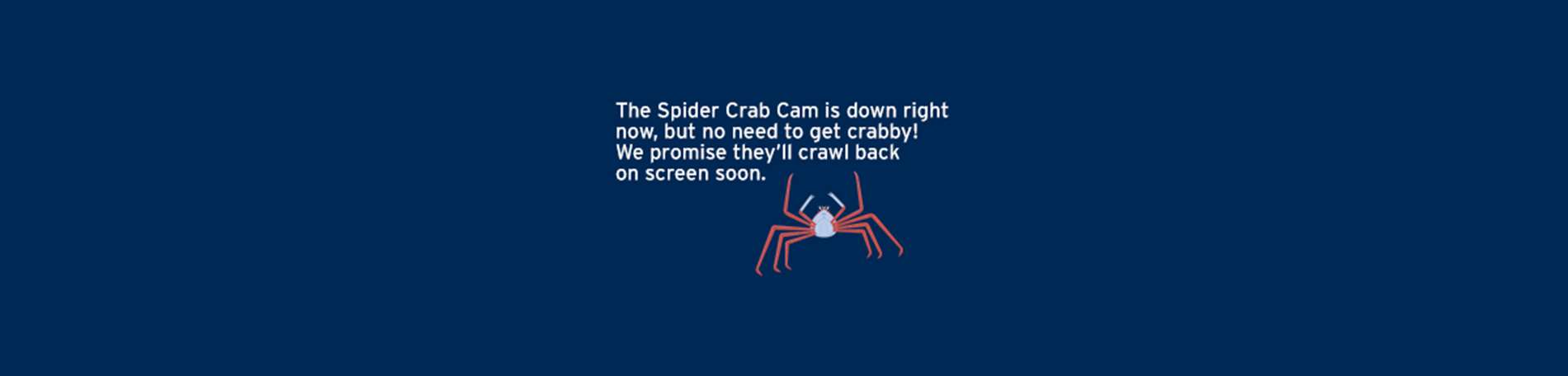 Spider Crab | Live cam | Monterey Bay Aquarium