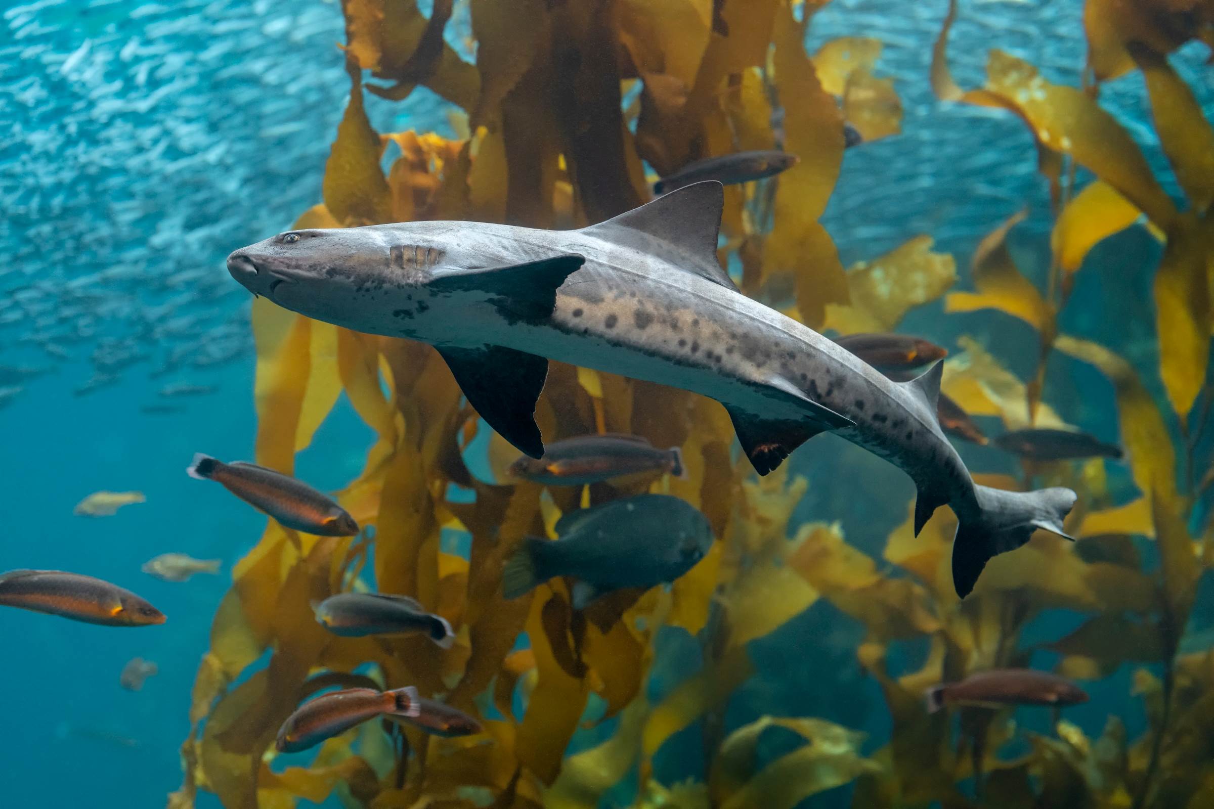 Kelp Forest | Image gallery | Monterey Bay Aquarium